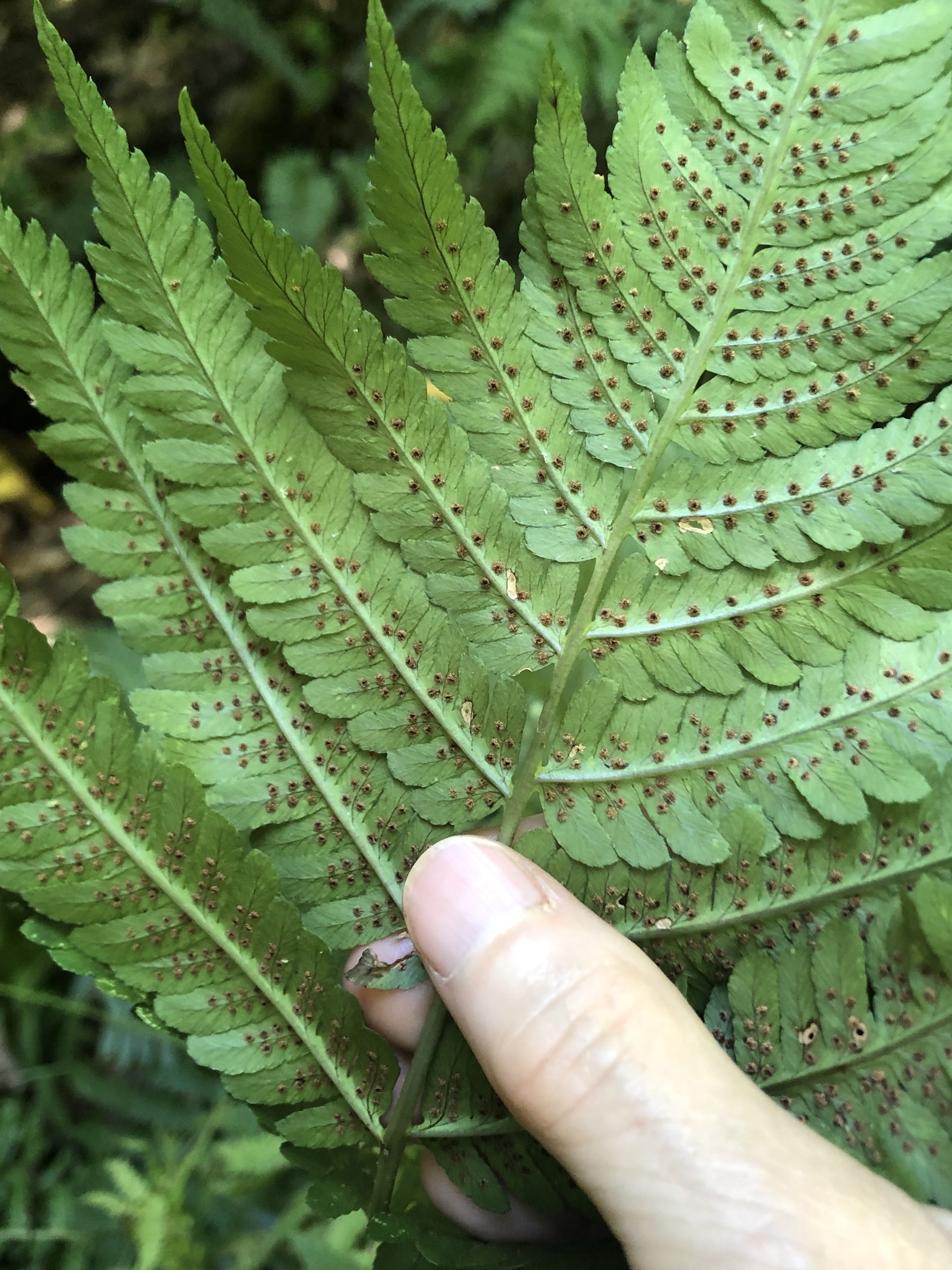 Goldie's wood fern