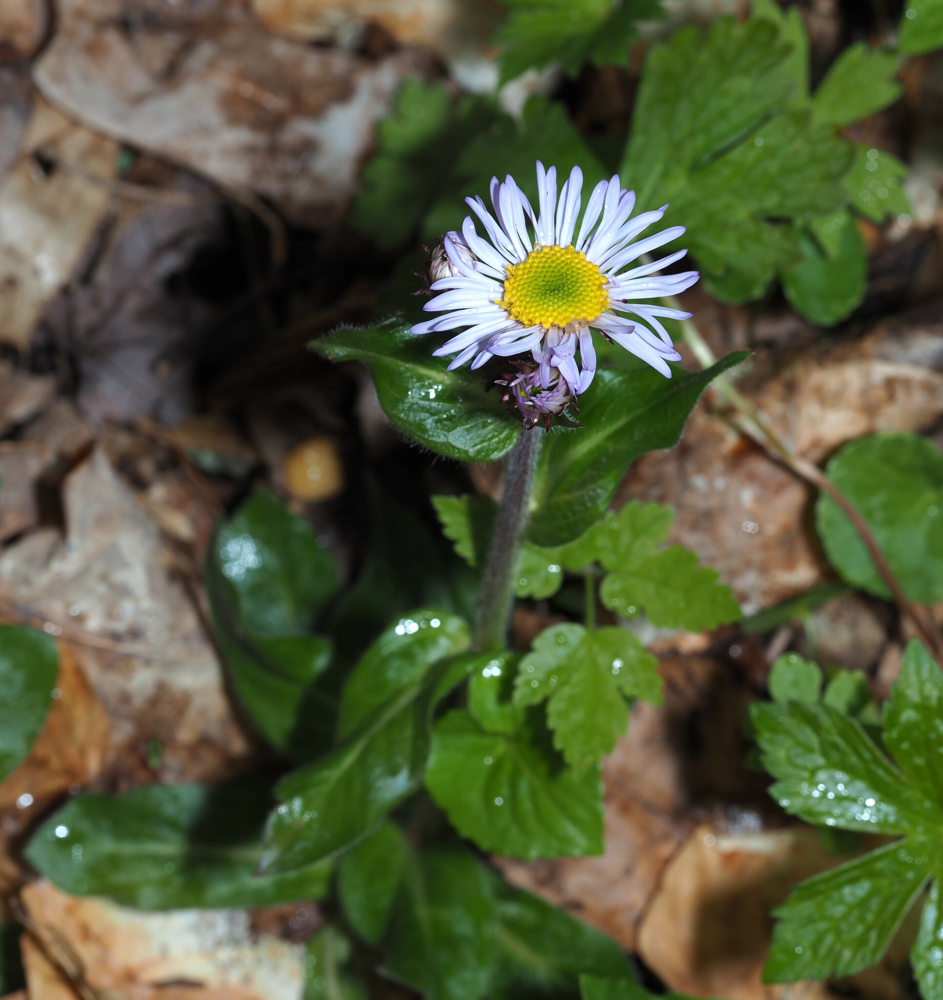 Robin's plantain