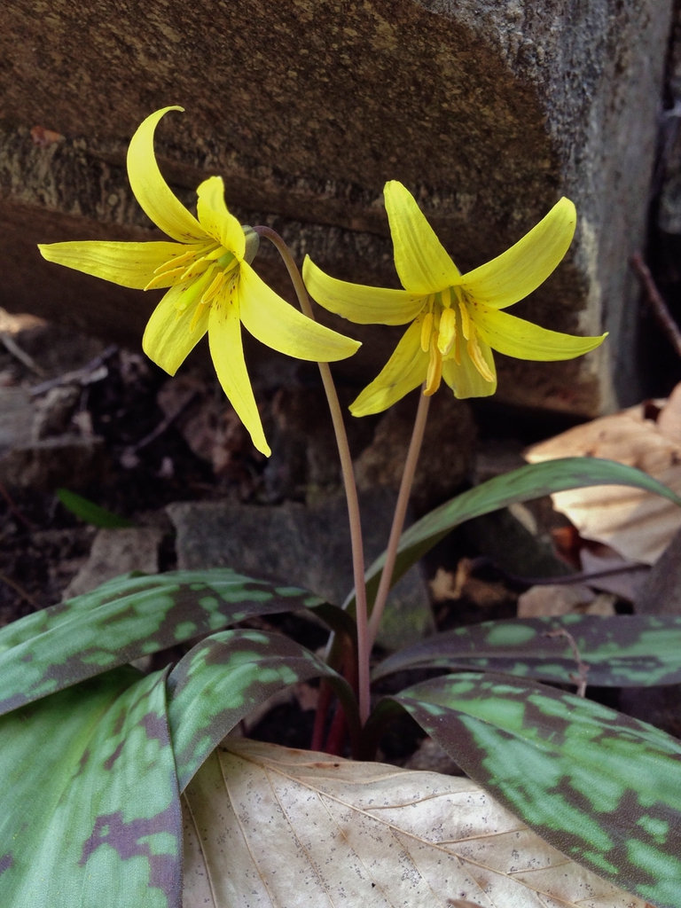 Yellow trout lily