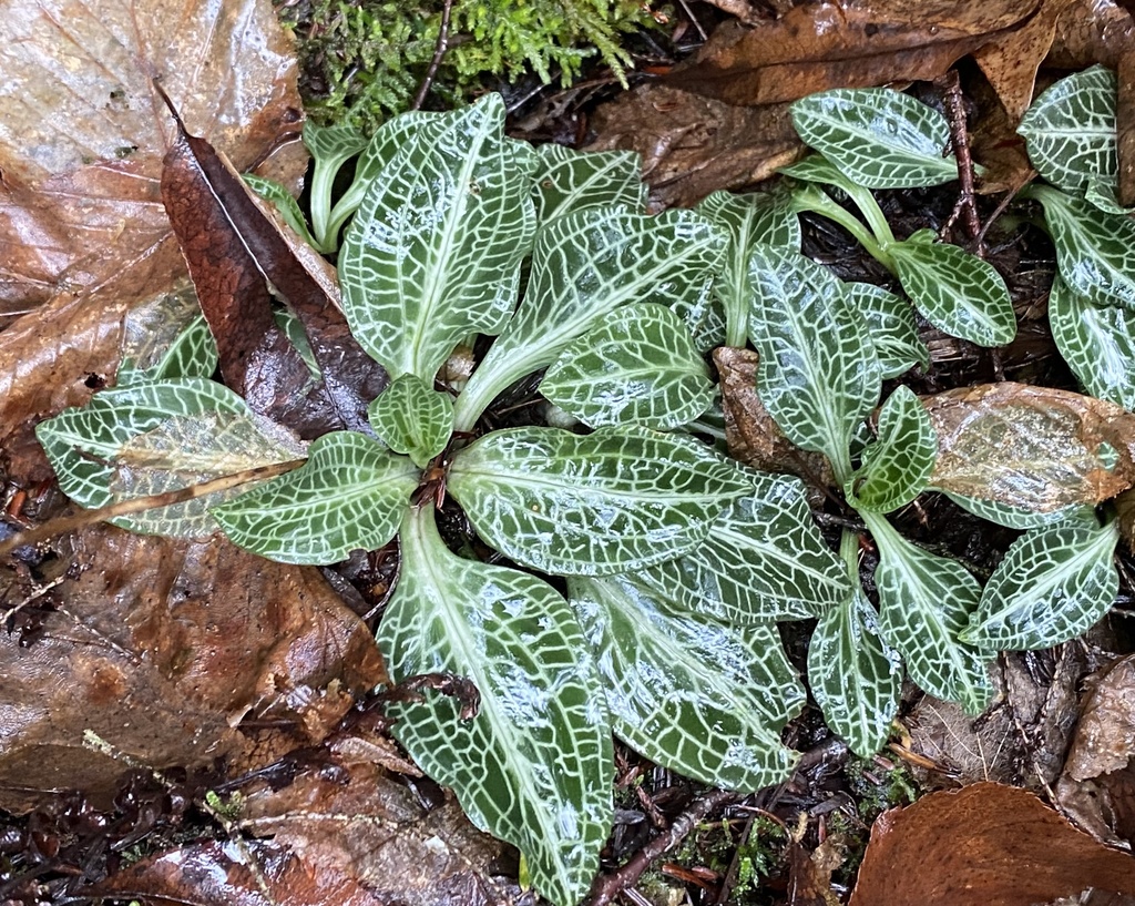 Downy rattlesnake plantain
