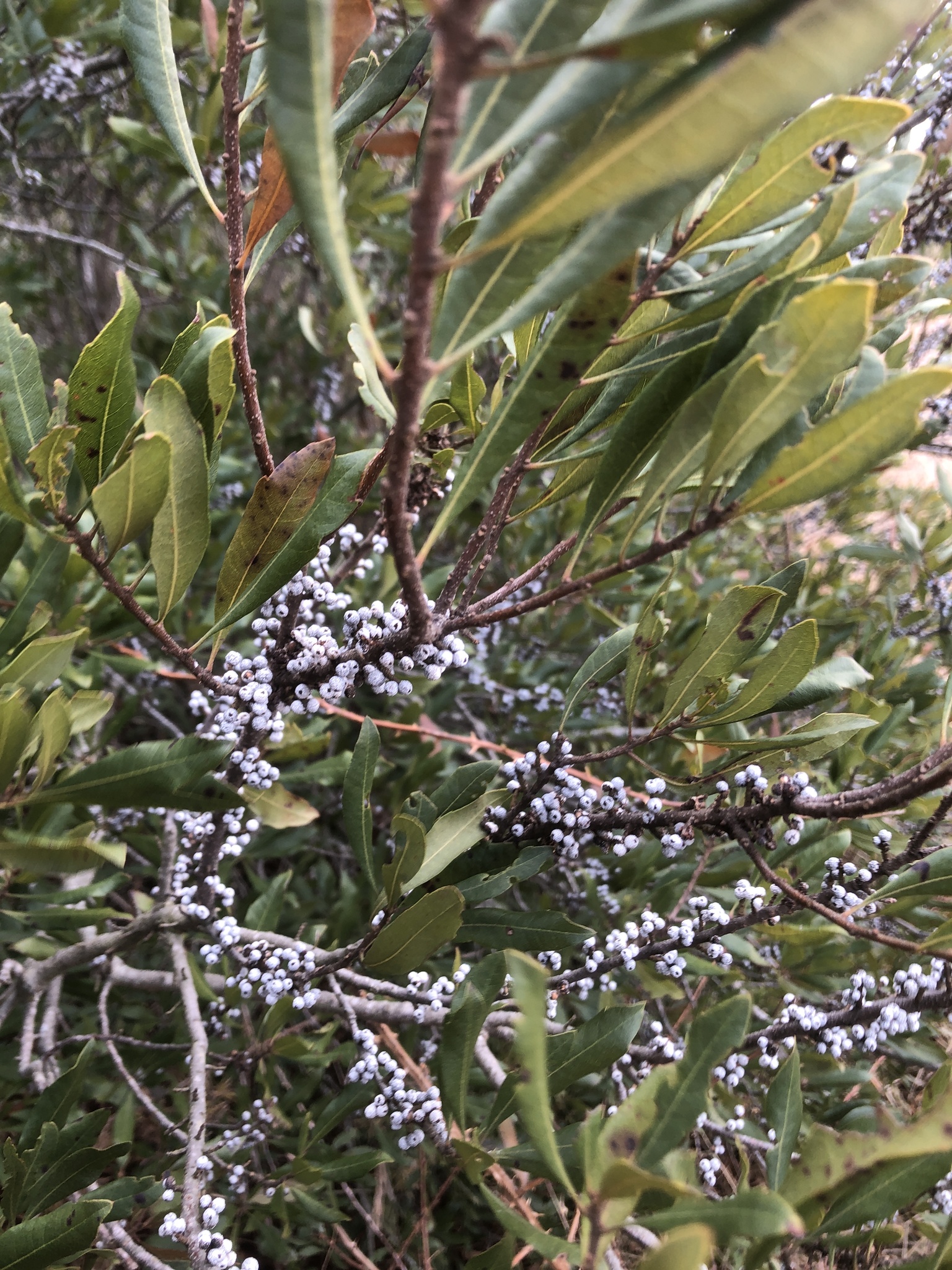 Southern wax myrtle