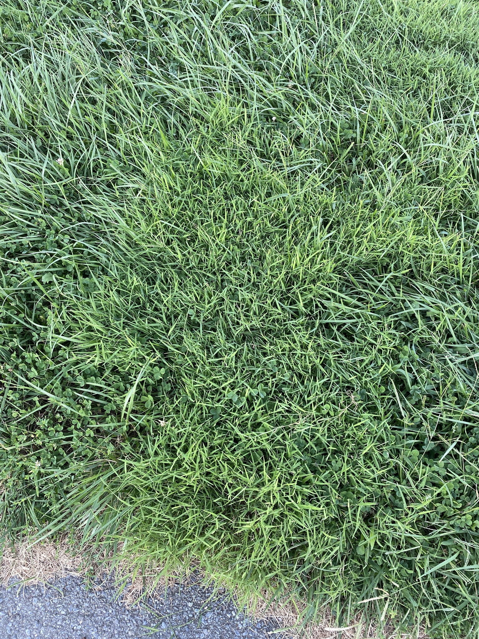 Nimblewill