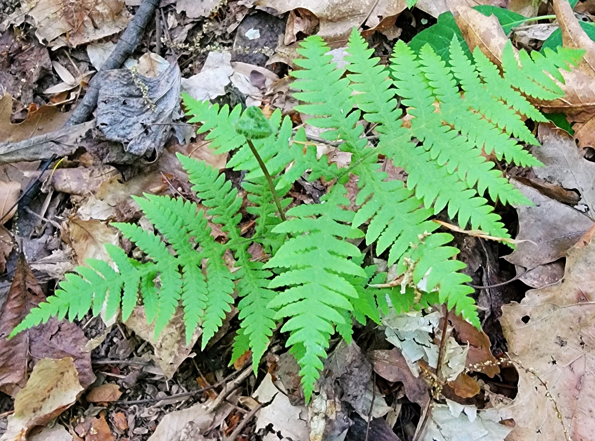 Broad beech fern