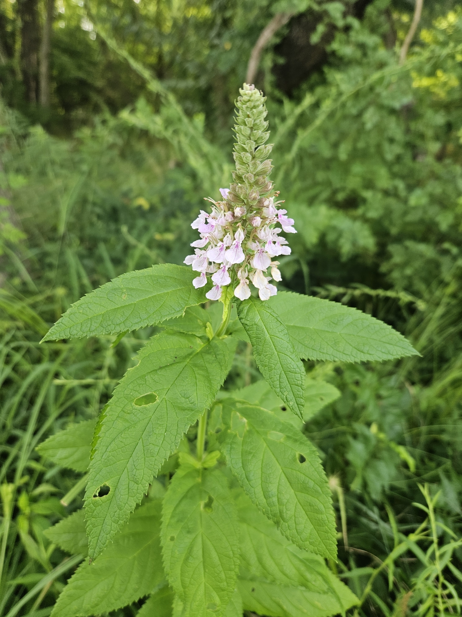 Canada germander