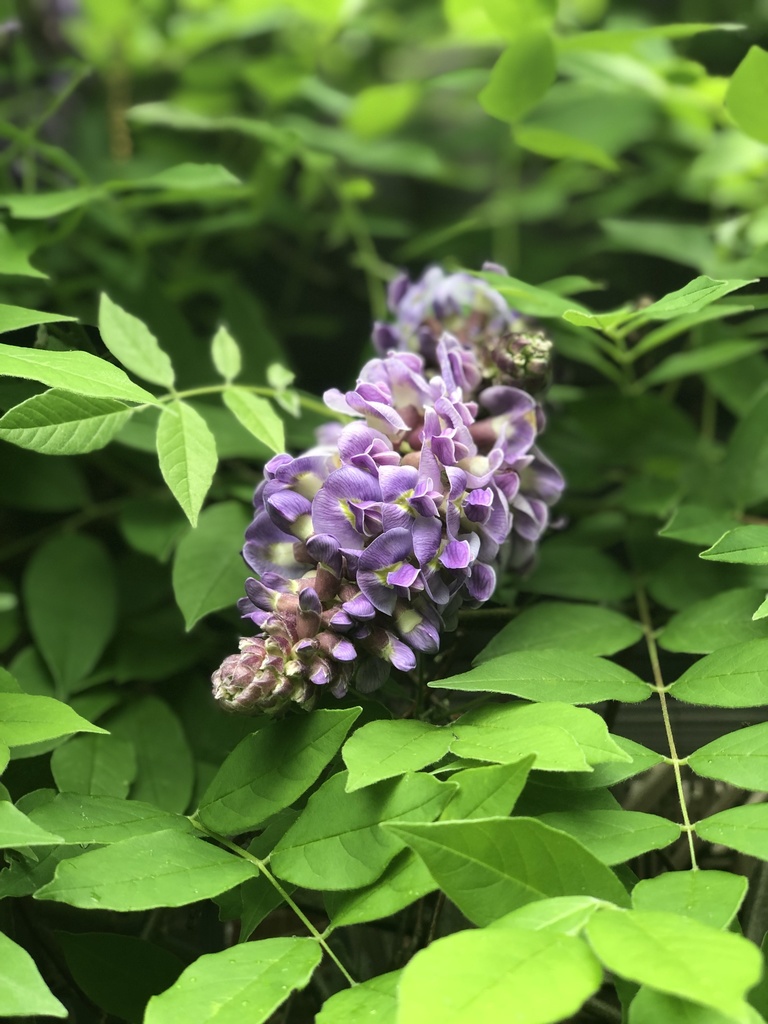 Atlantic wisteria