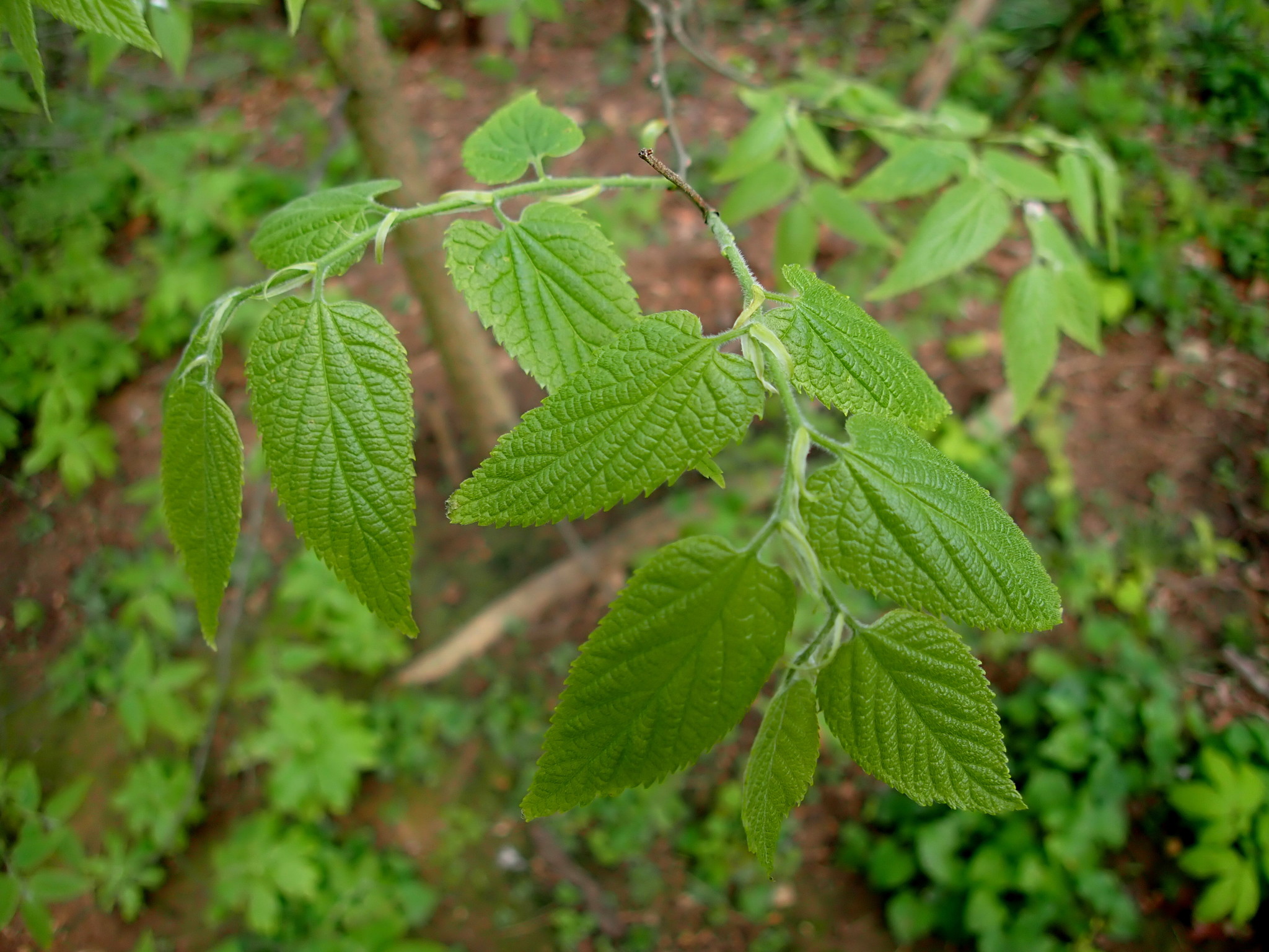 Southern hackberry