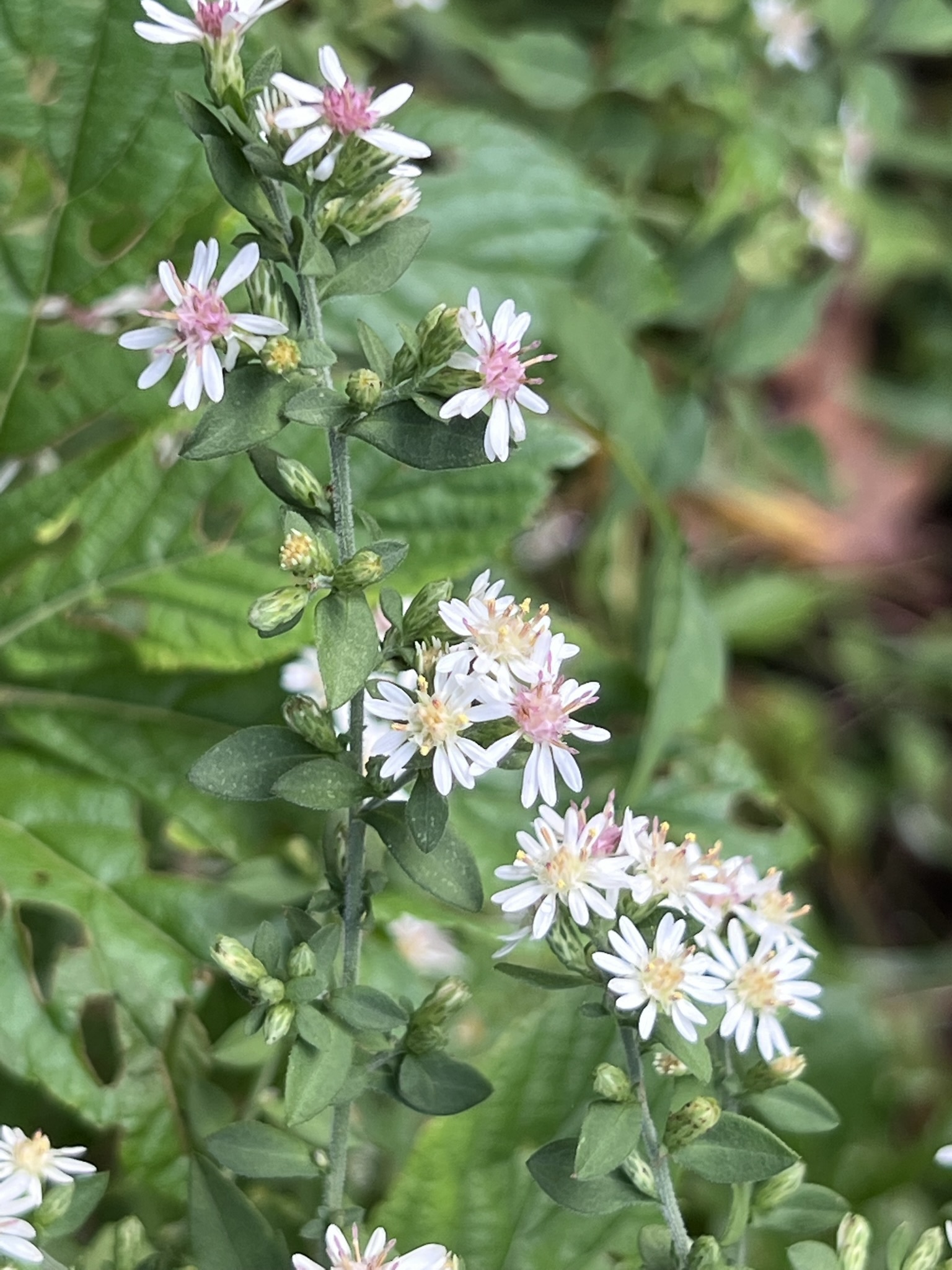 Calico aster