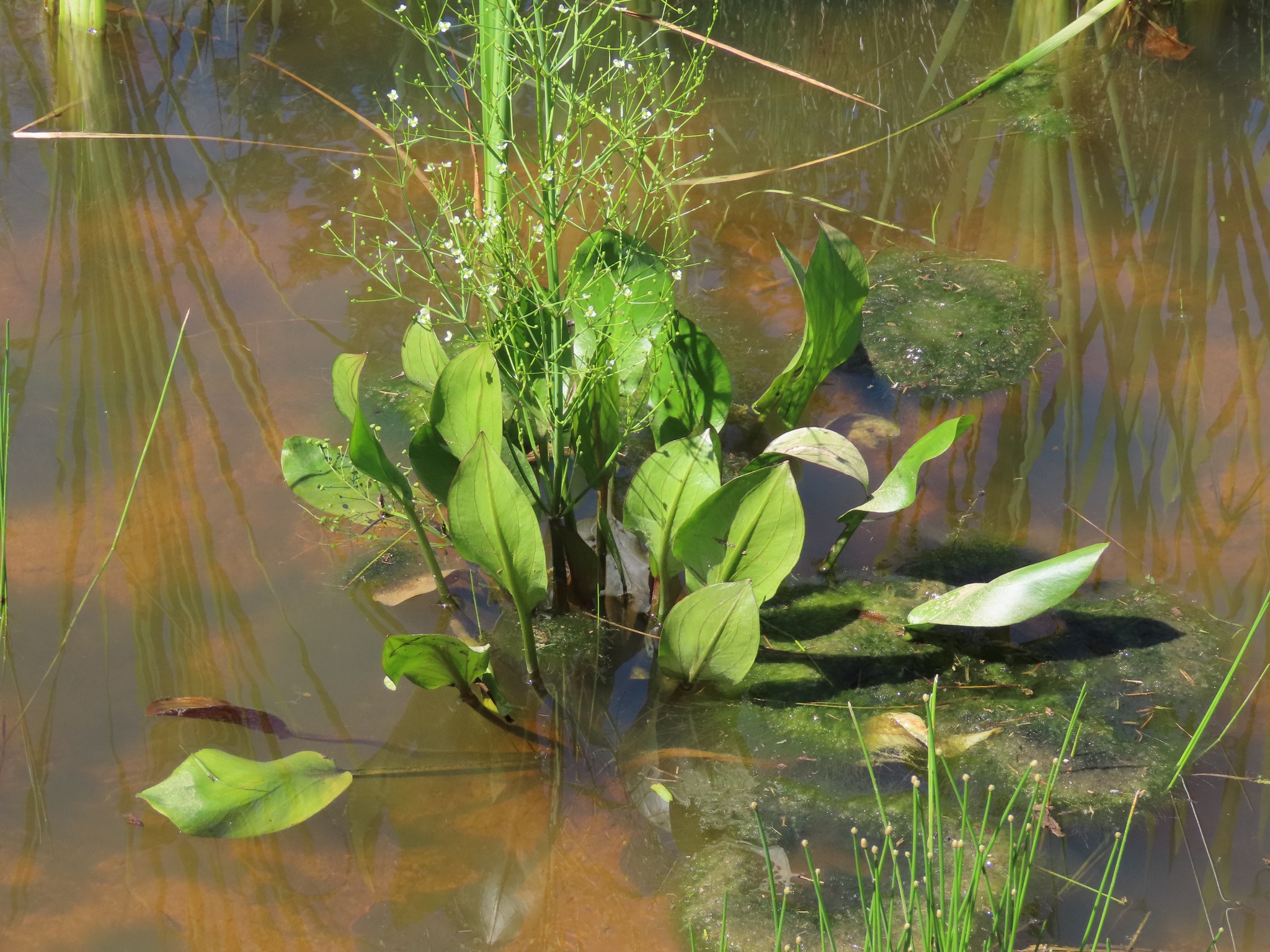 Southern water-plantain