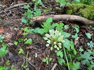 Wild leek
