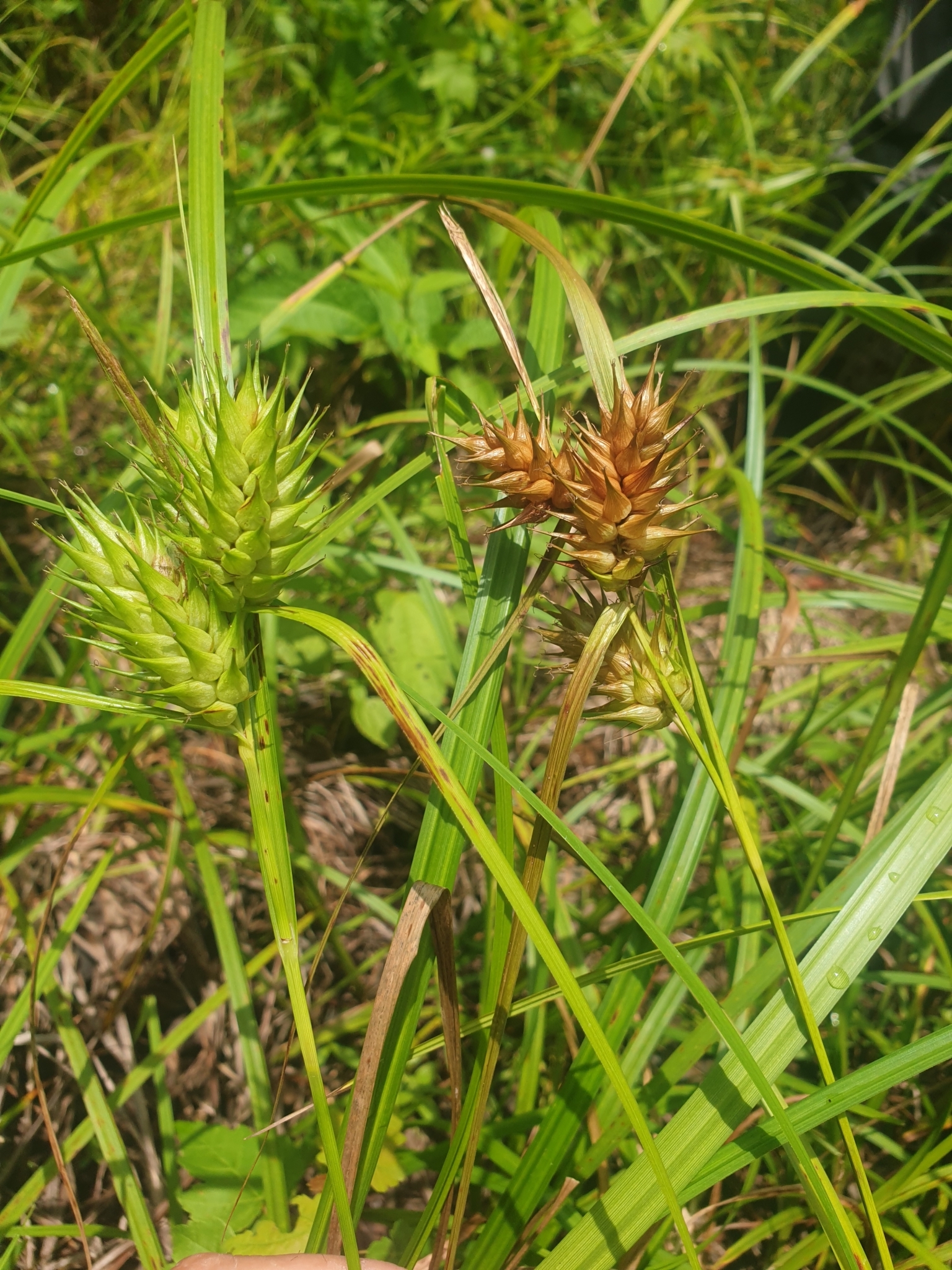 Hop sedge