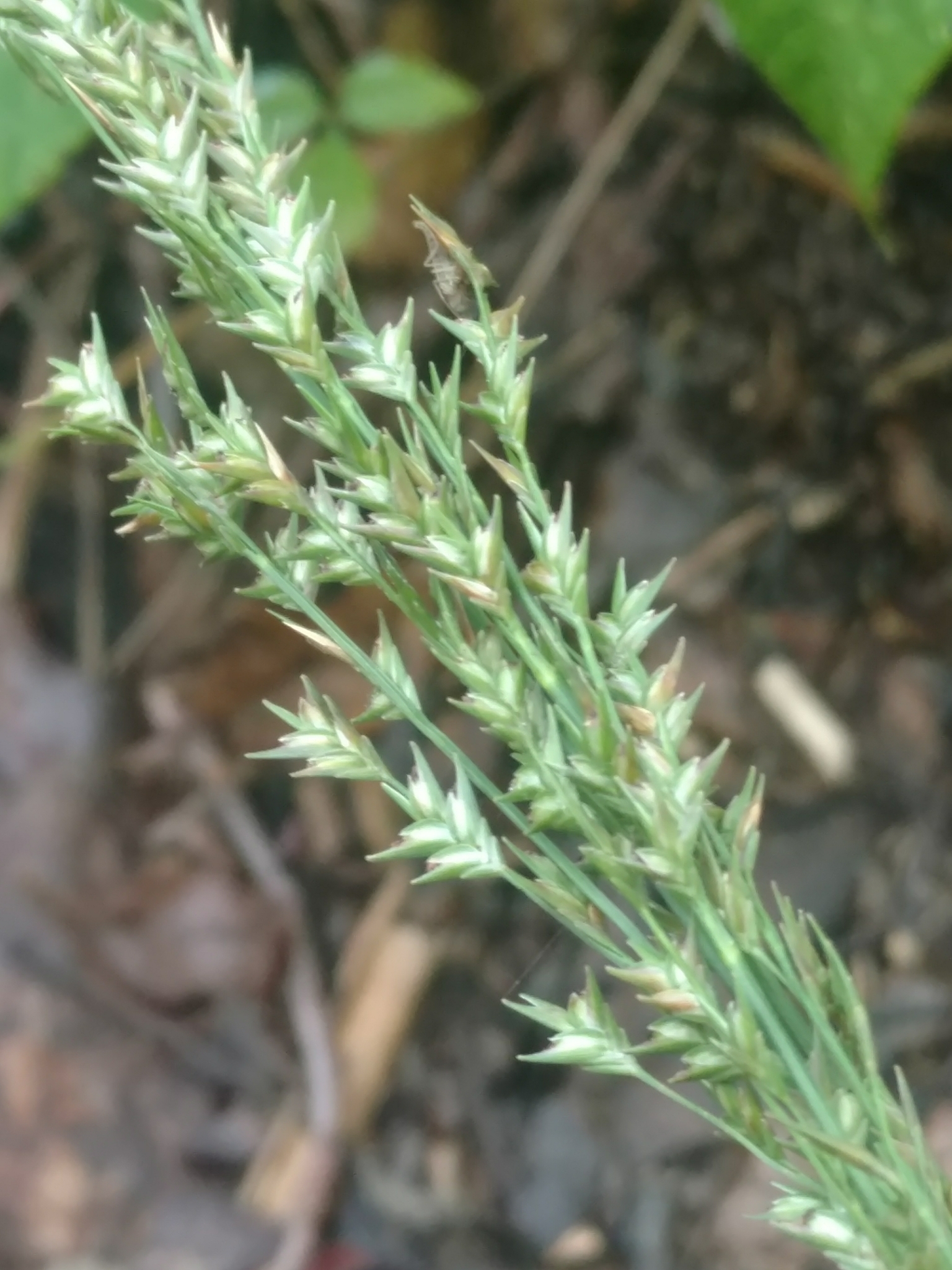 Slender spikegrass