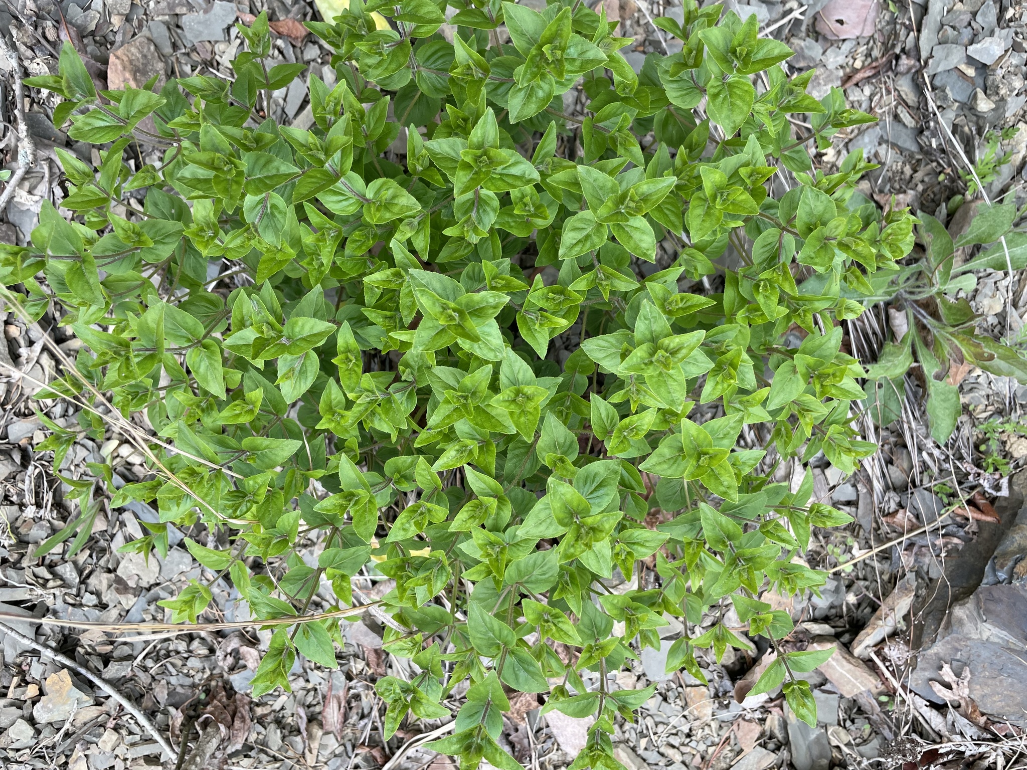 Common dittany