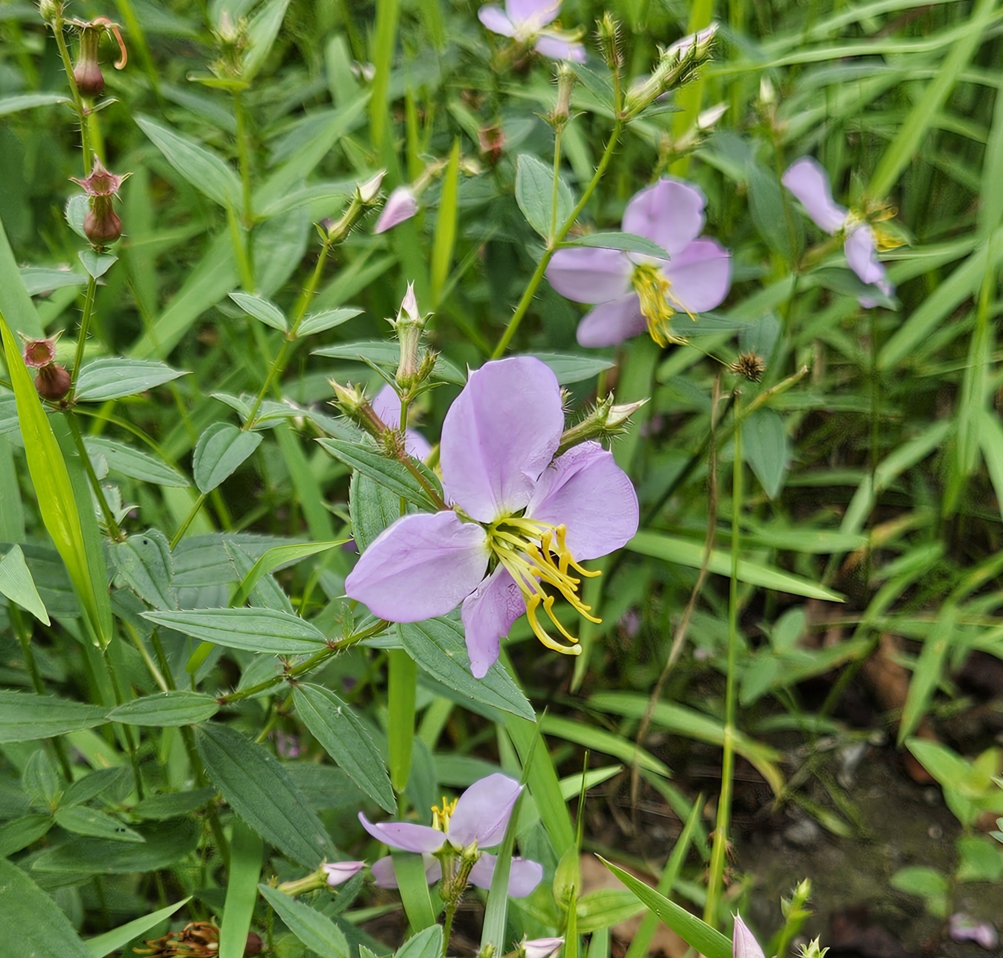 Pale meadow beauty
