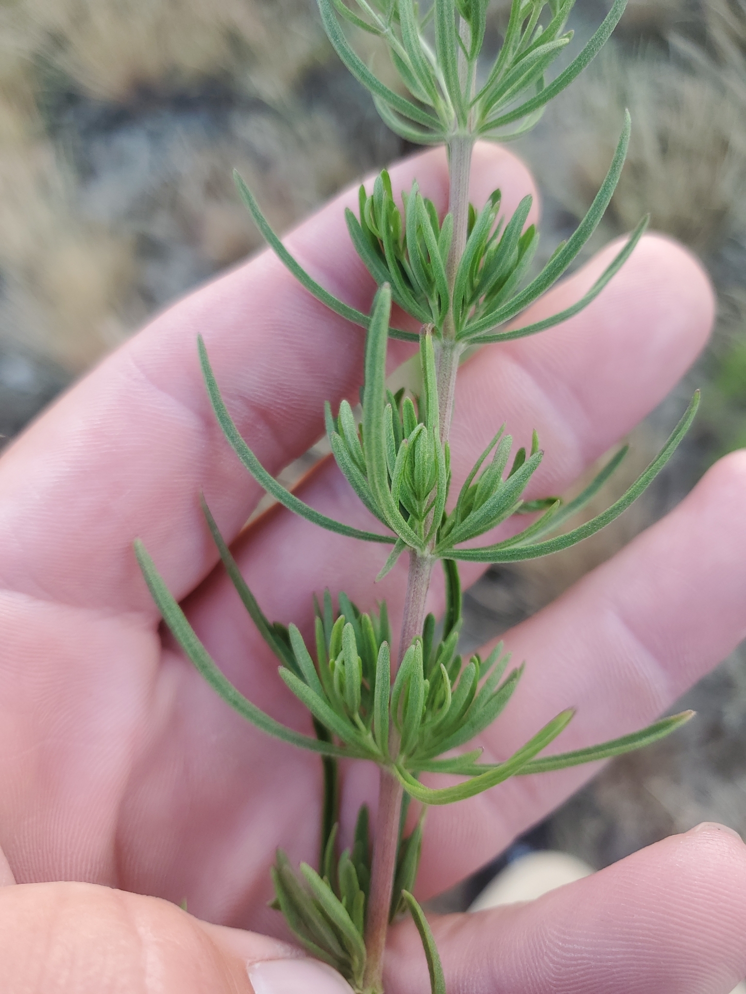 Hyssop-leaf thoroughwort