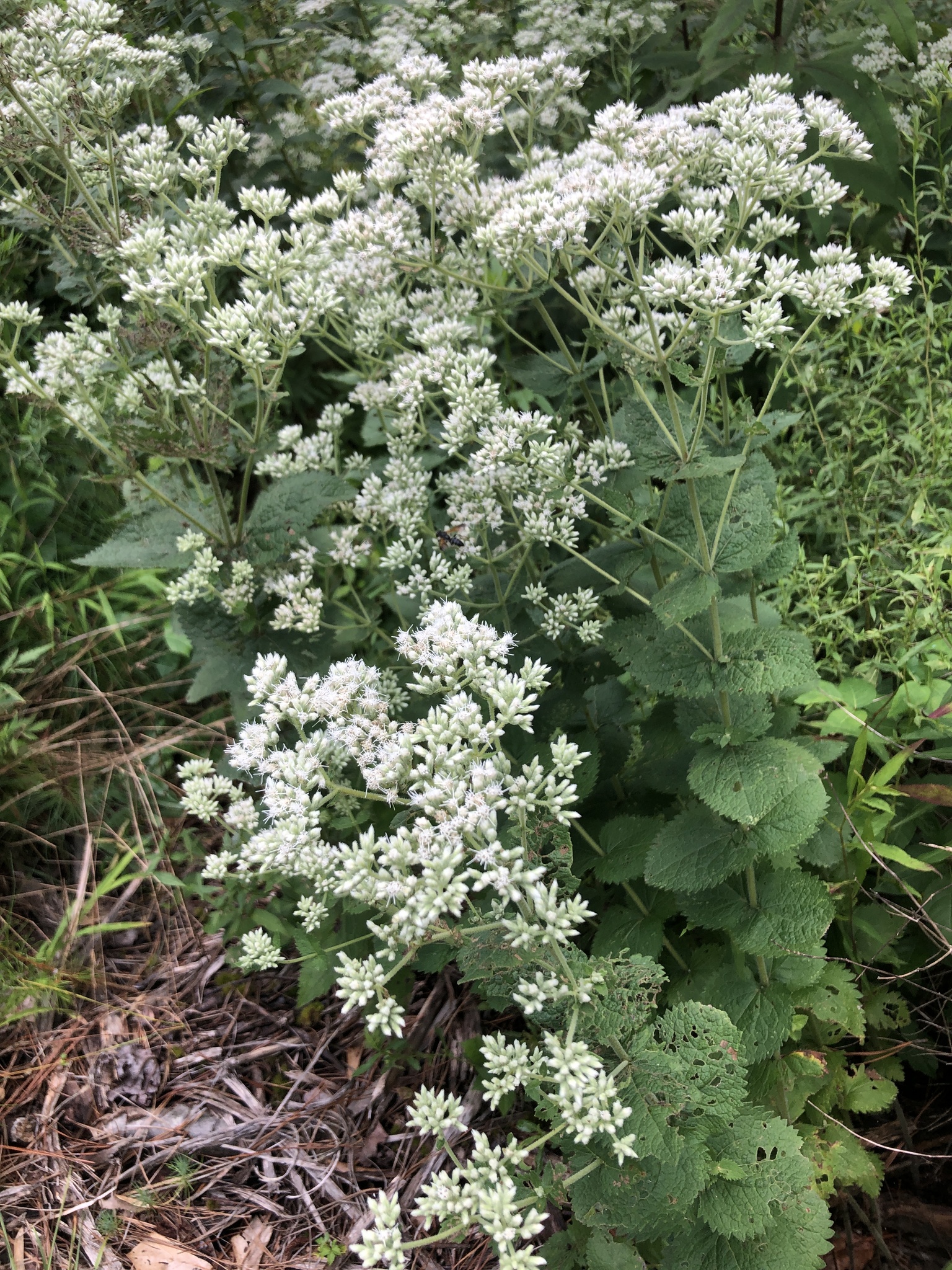 Roundleaf boneset