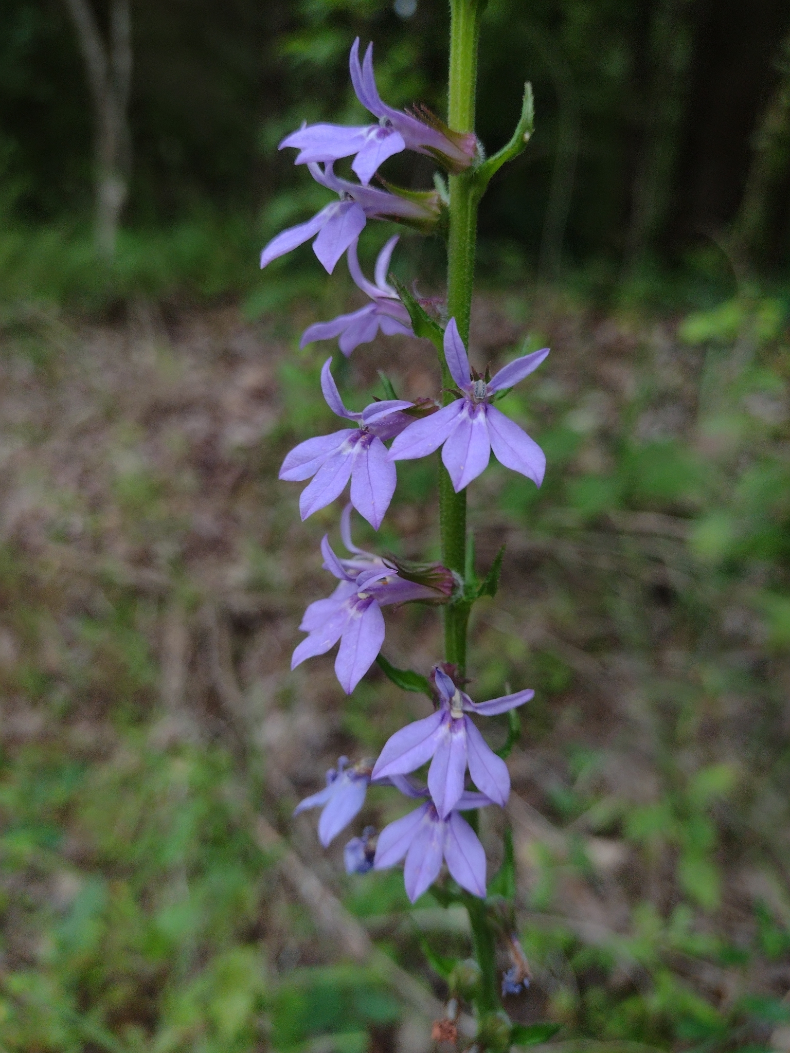 Downy lobelia