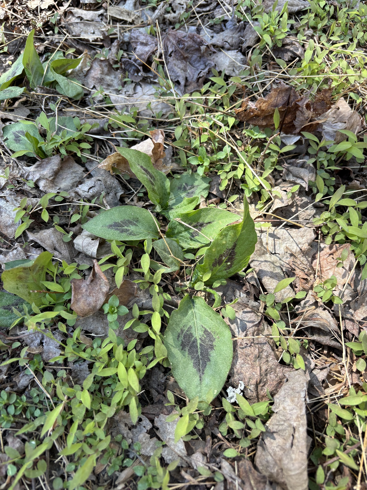 Virginia knotweed