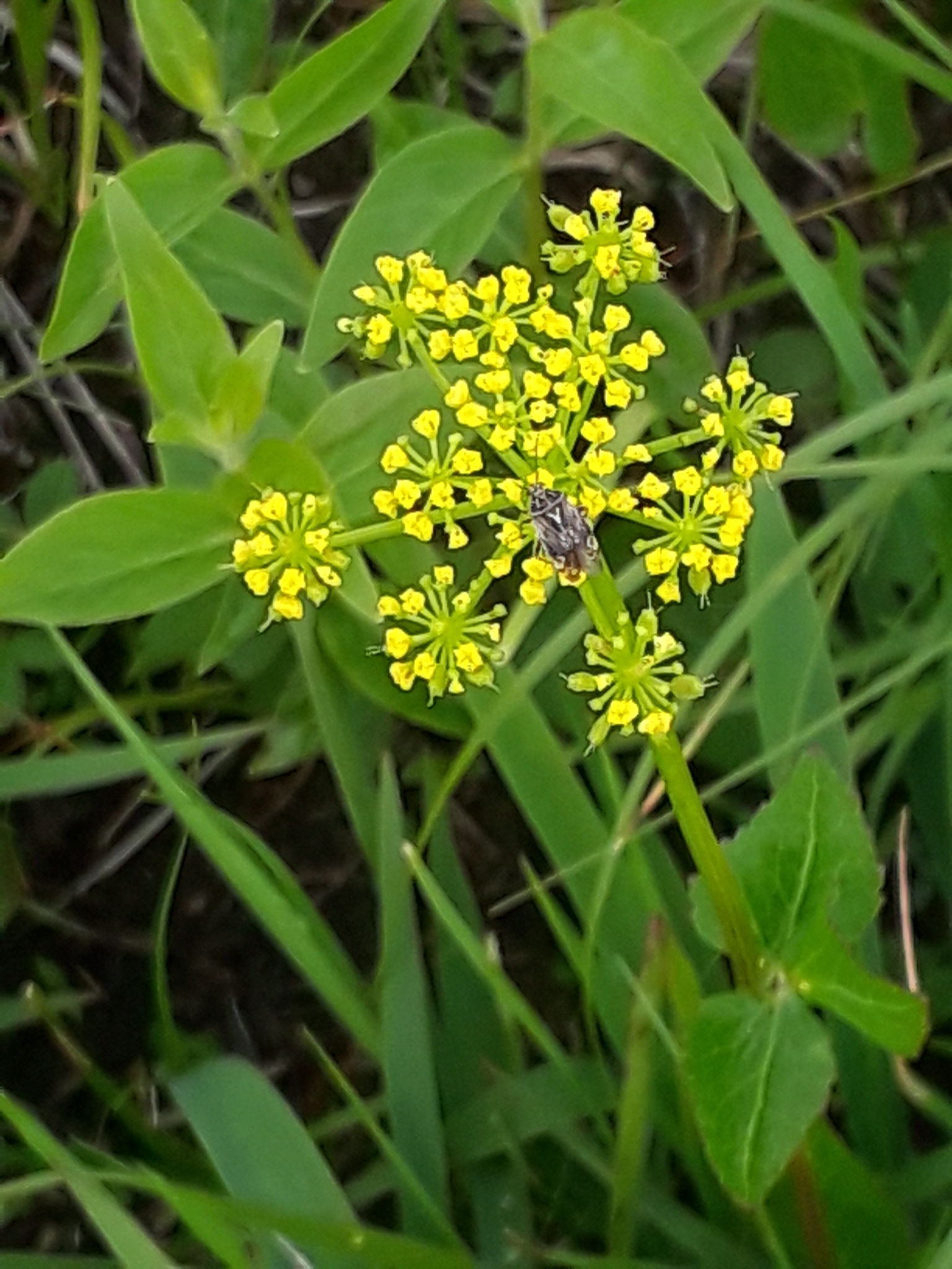 Hairy-jointed meadow parsnip