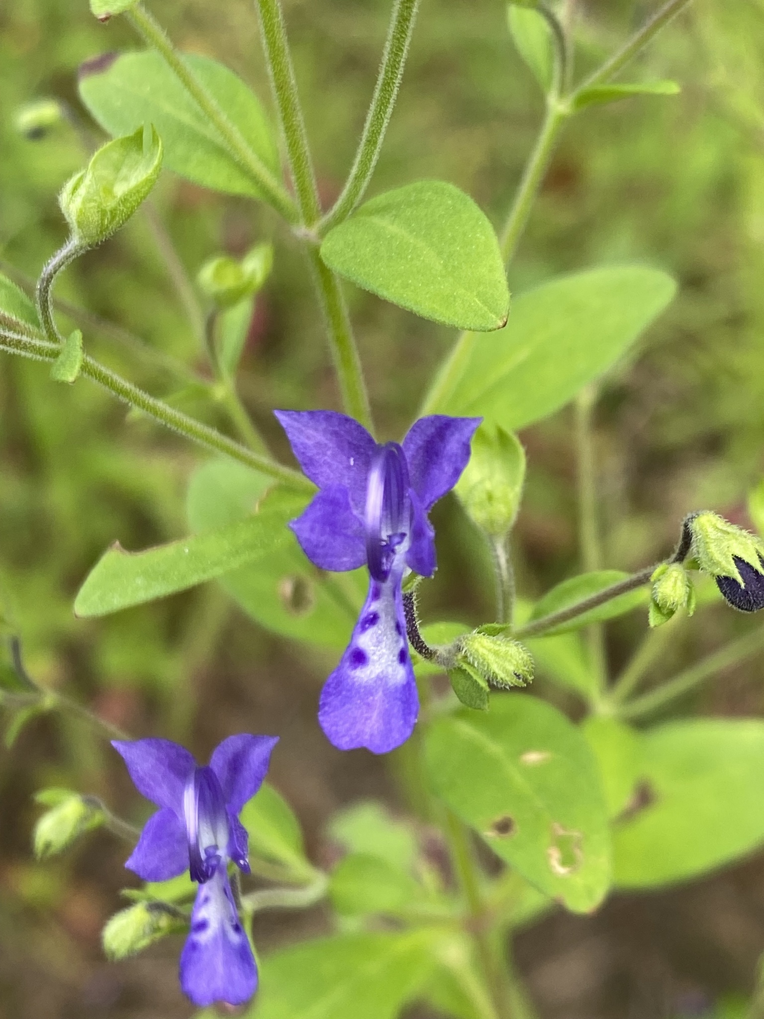 Common blue curls