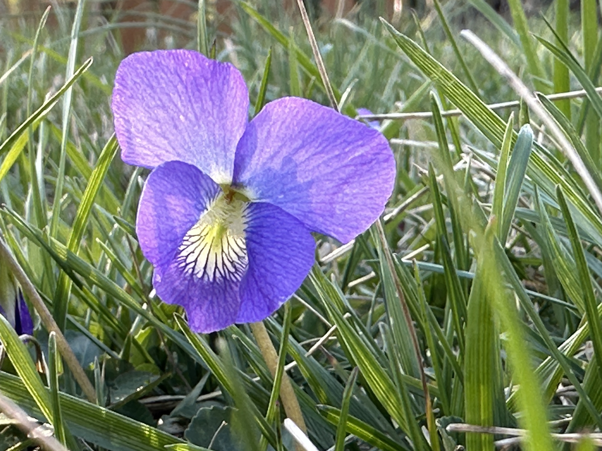 Common blue violet