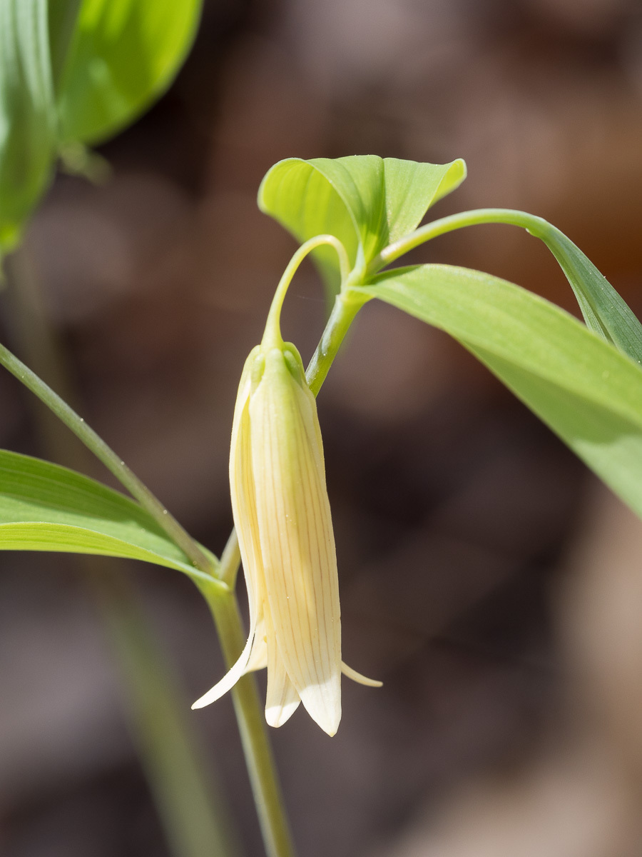 Sessile bellwort
