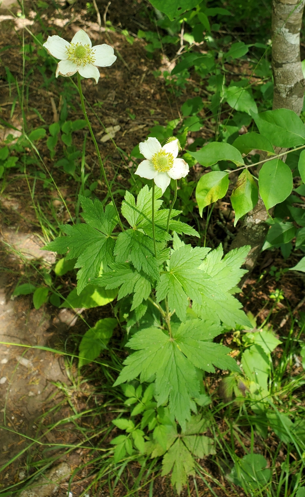 Tall anemone