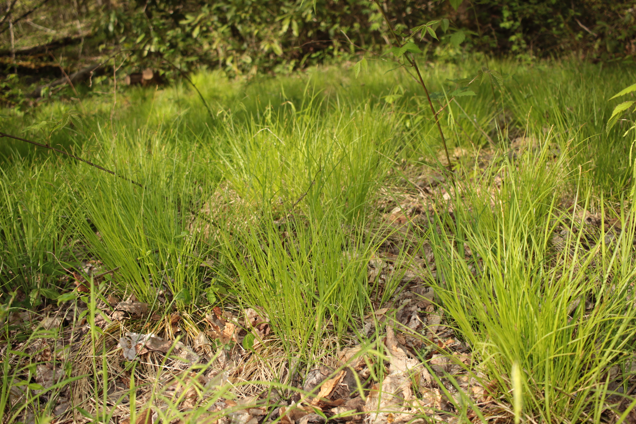 Common brome sedge