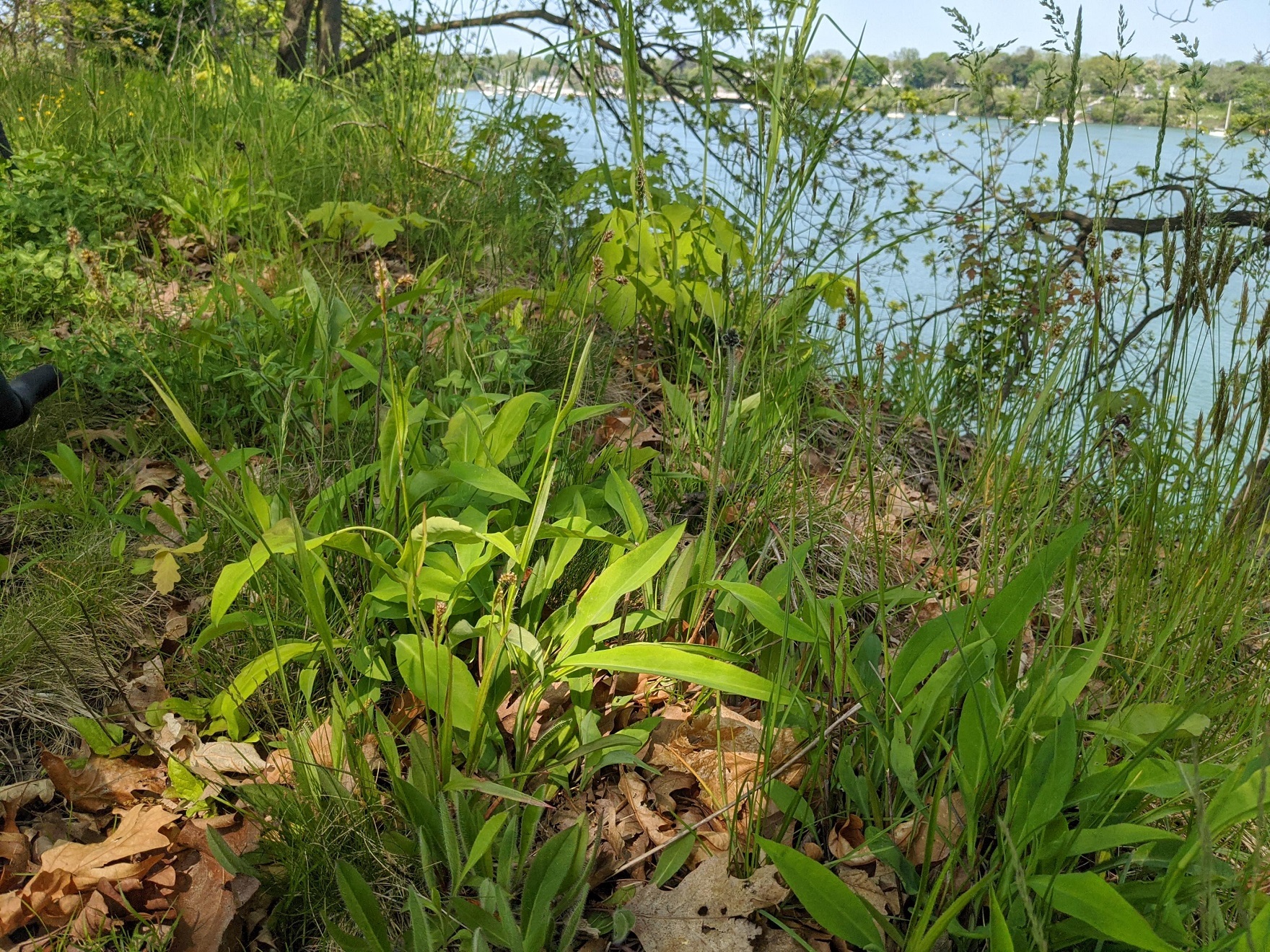 Common woodrush