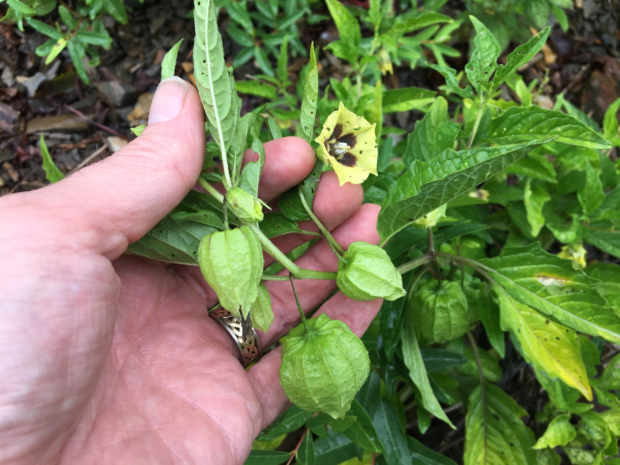 Longleaf ground-cherry