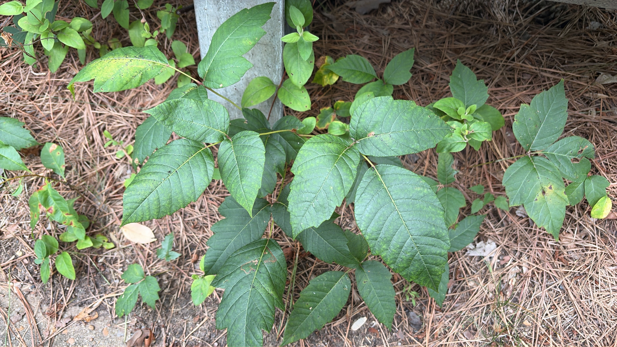 Poison ivy