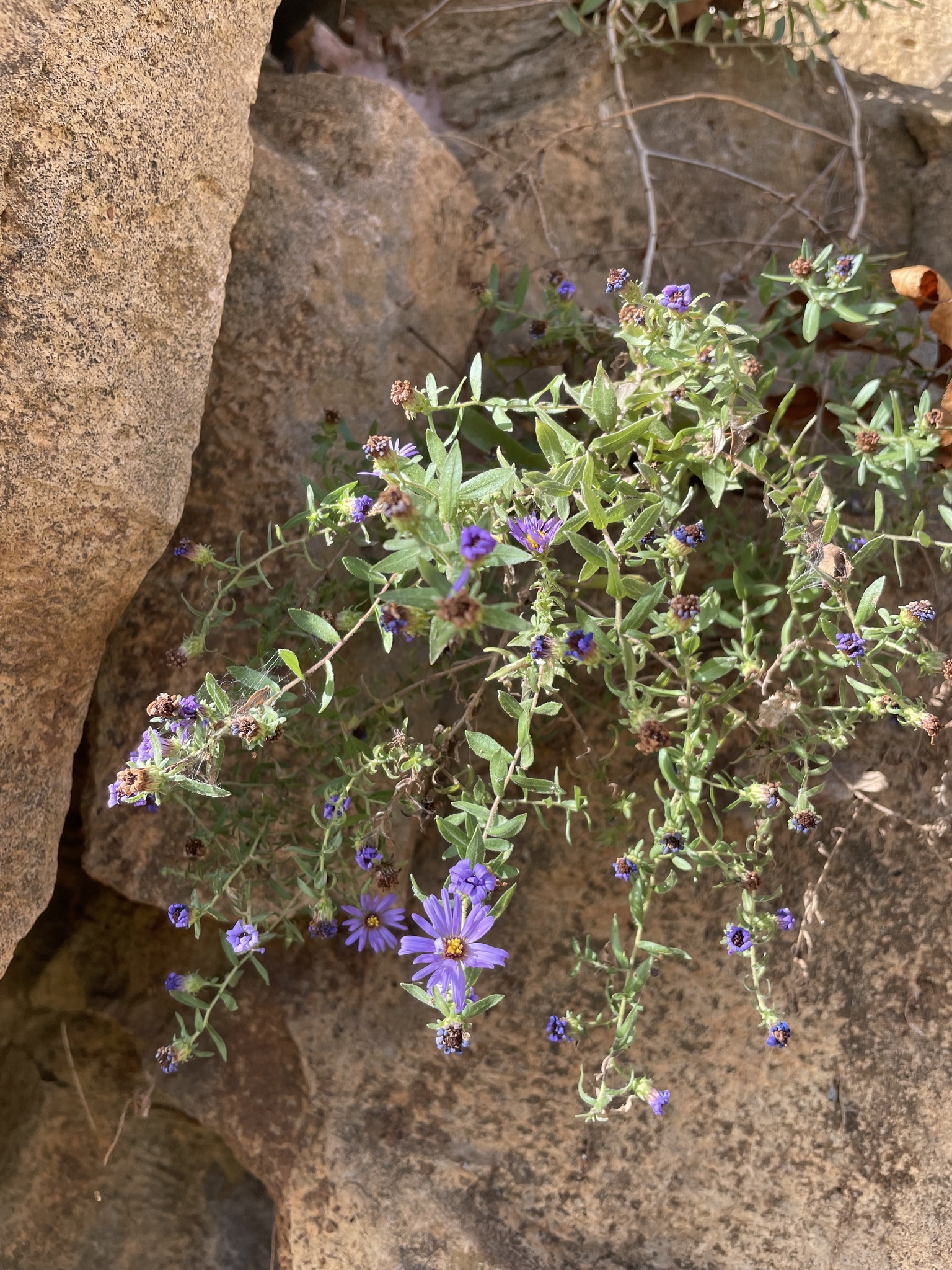 Aromatic aster