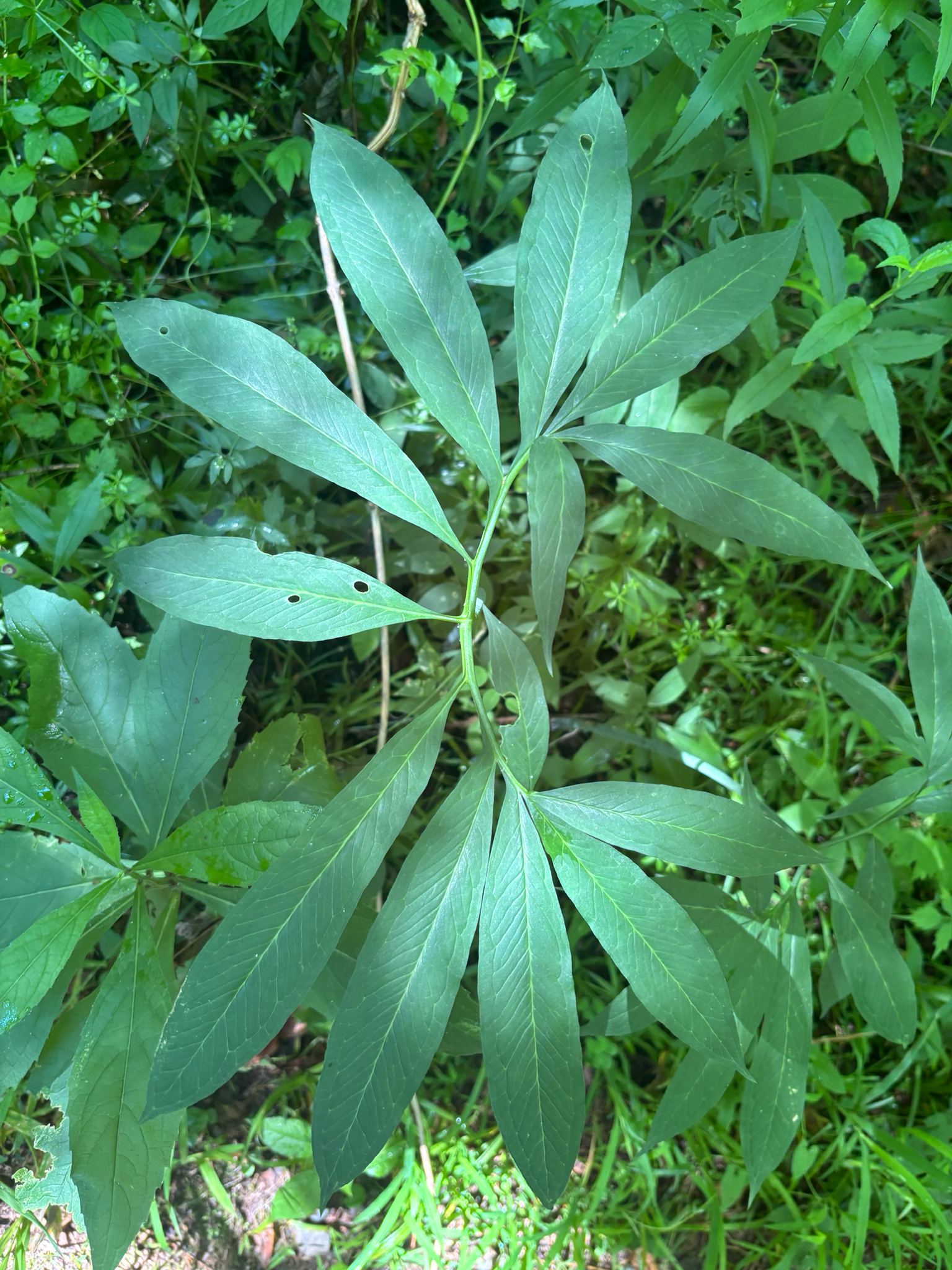 Green dragon