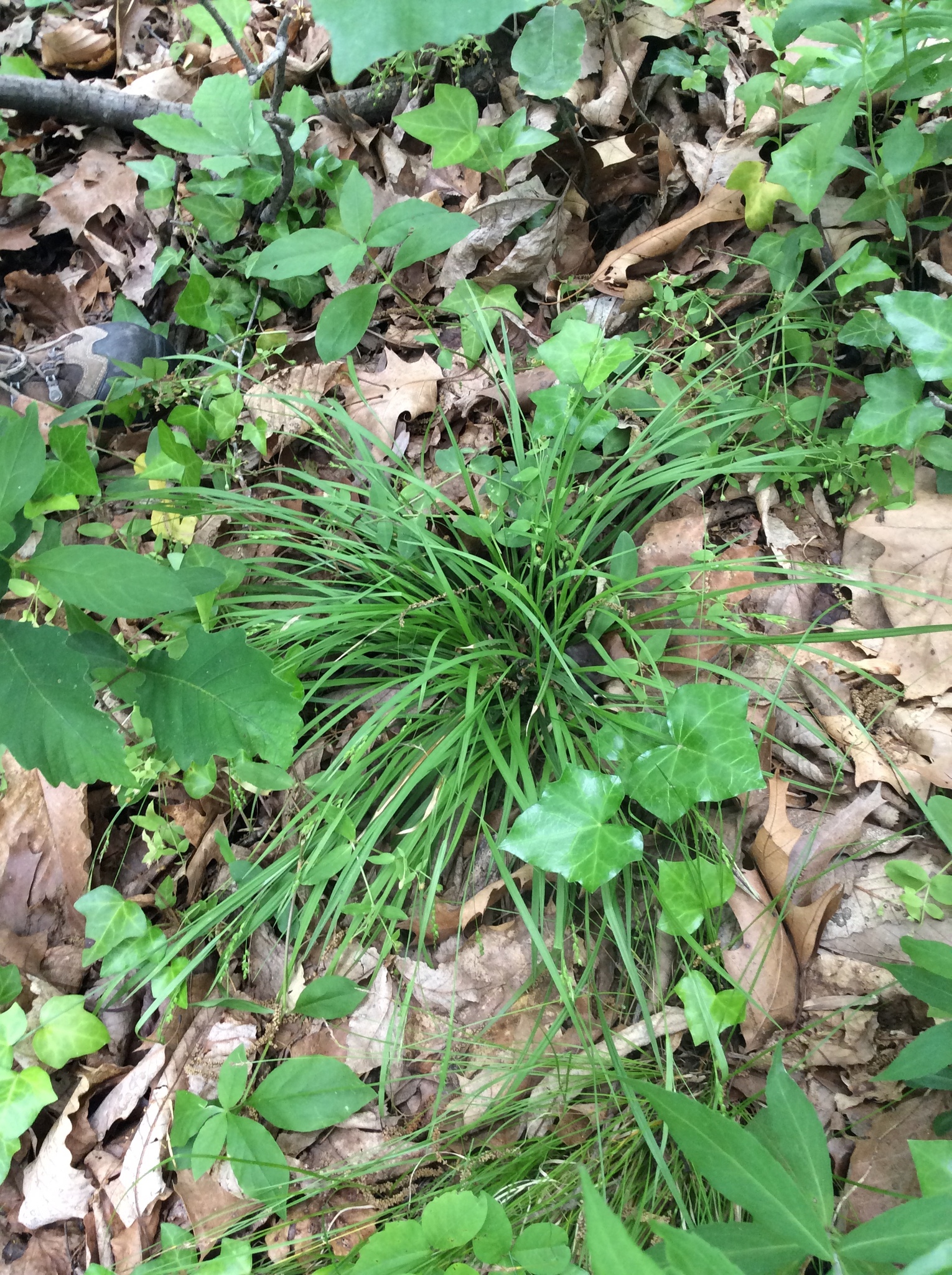 Southern slender woodland sedge