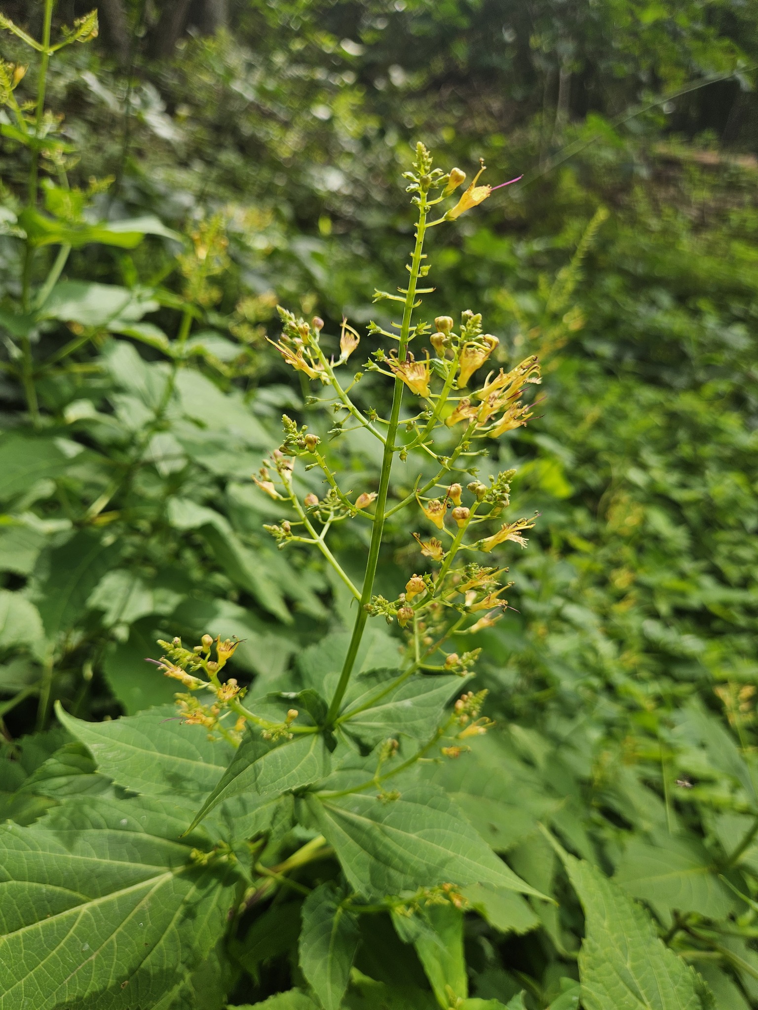 Canada horsebalm