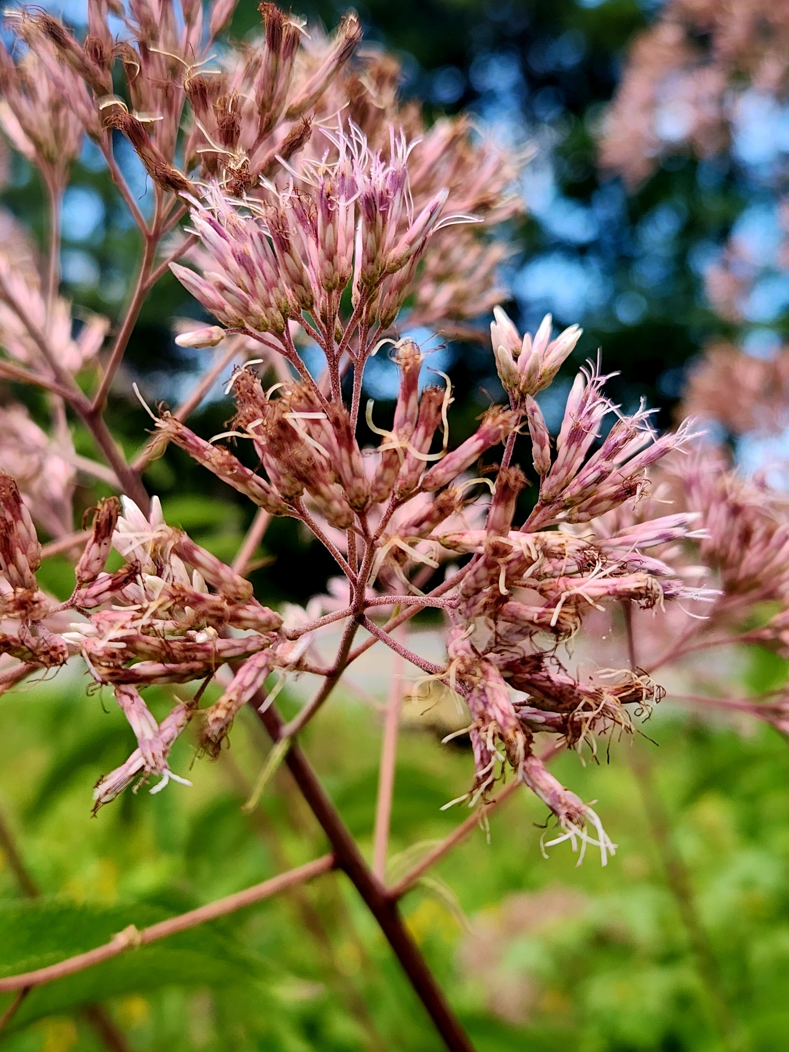 Spotted joe-pye-weed