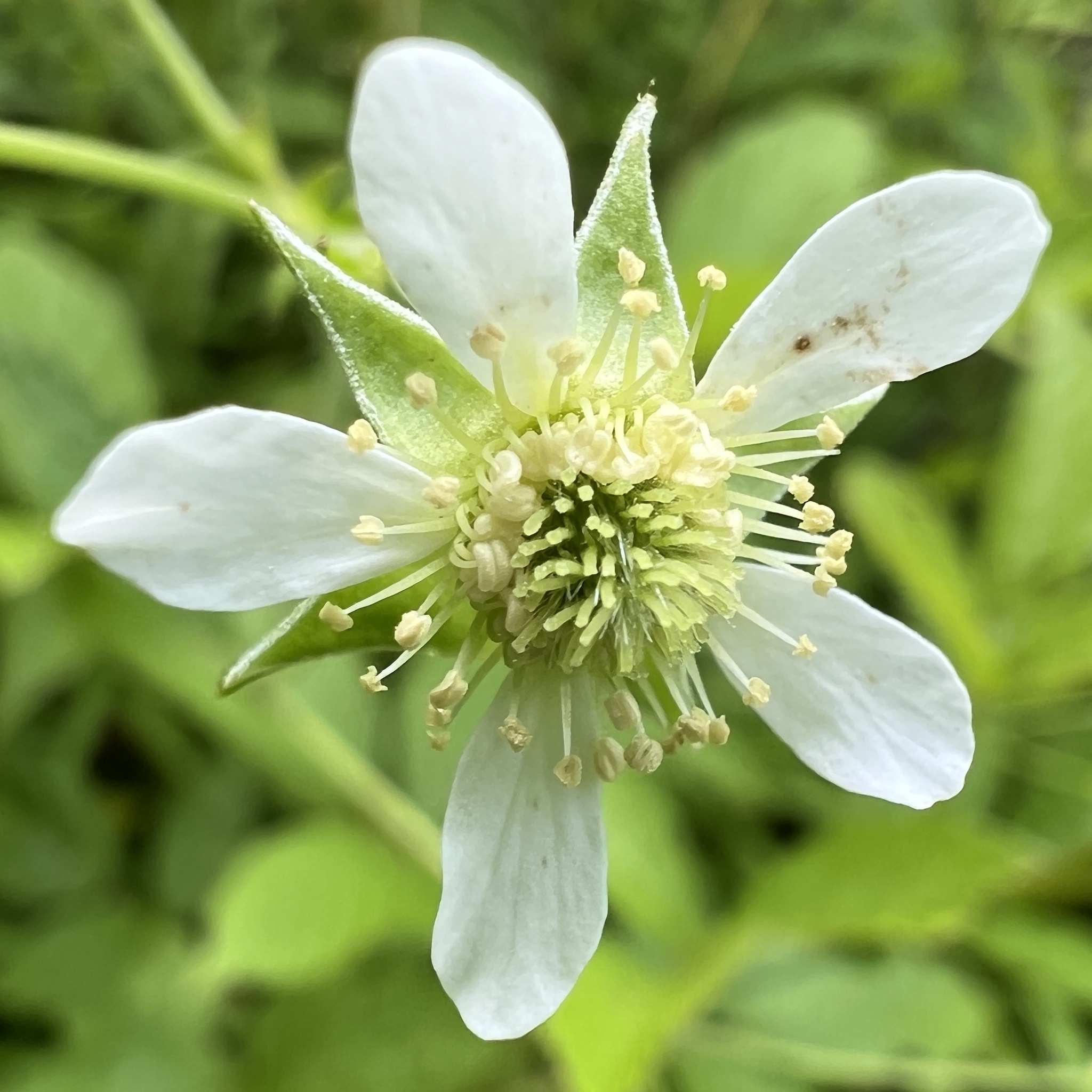 White avens