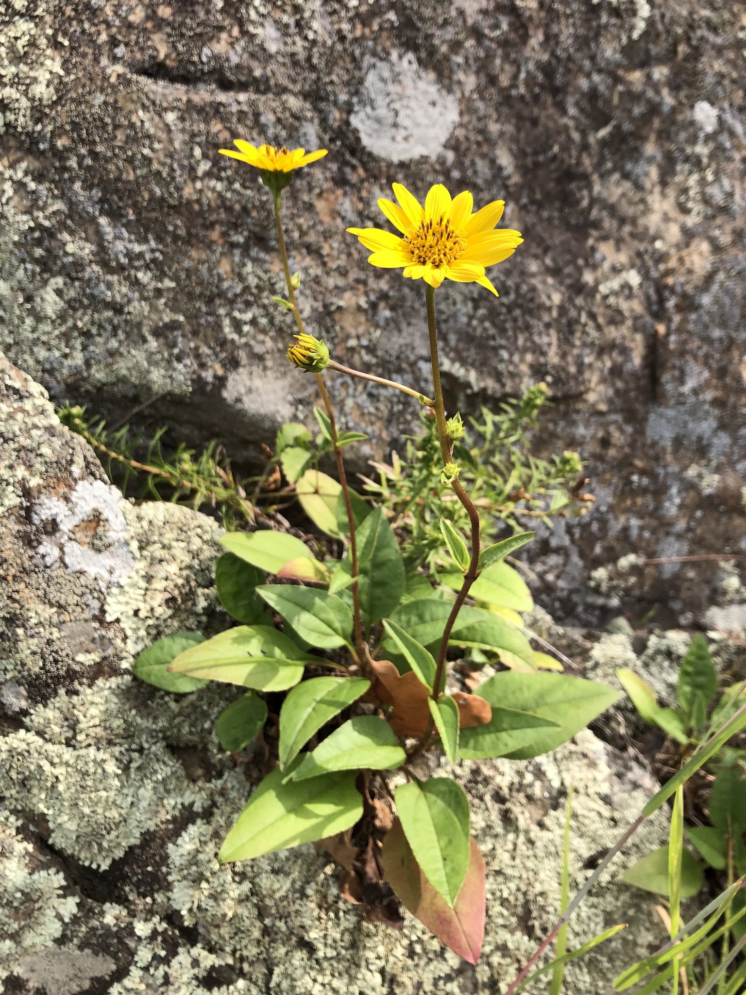 Western sunflower
