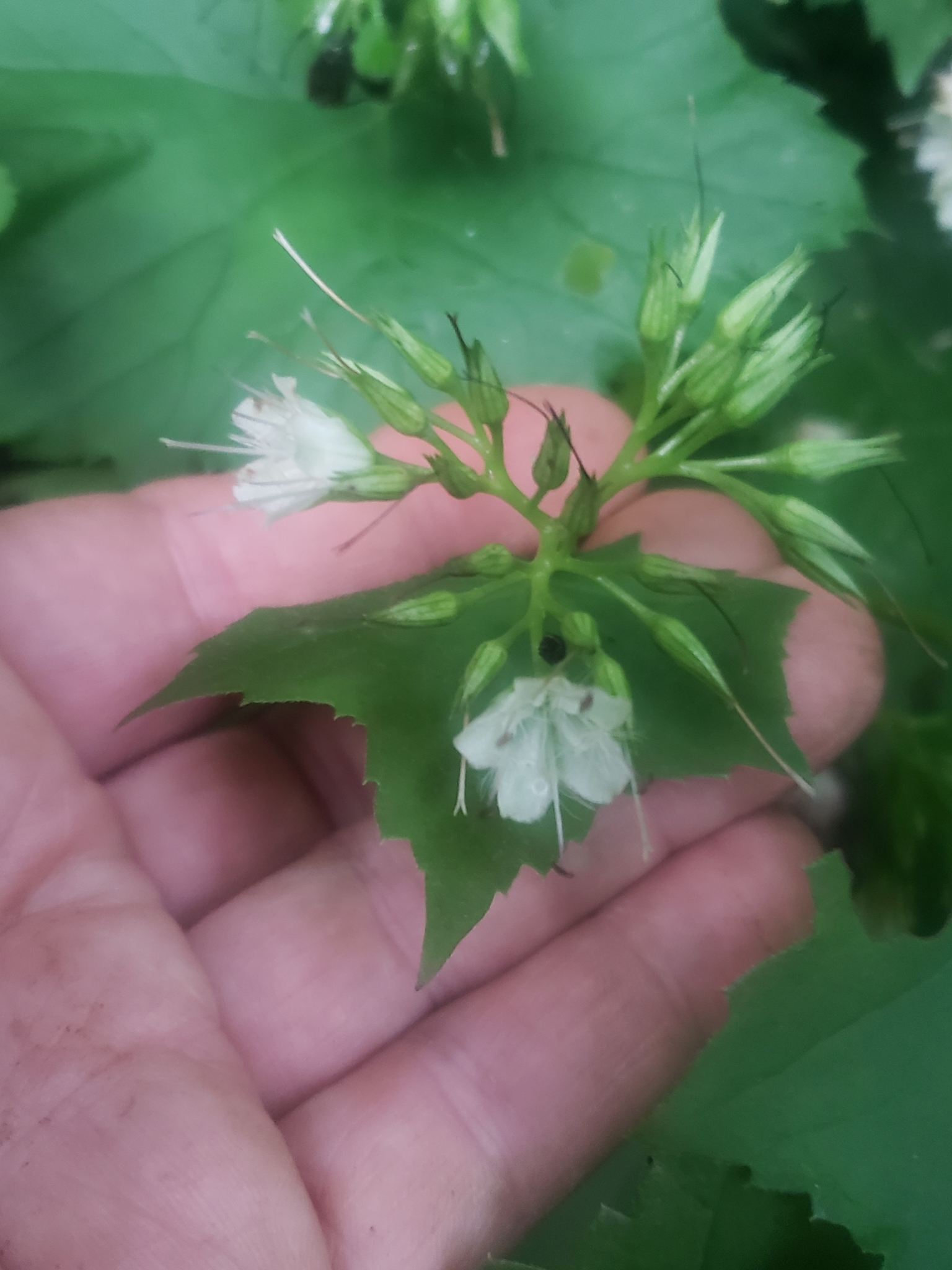 Canada waterleaf