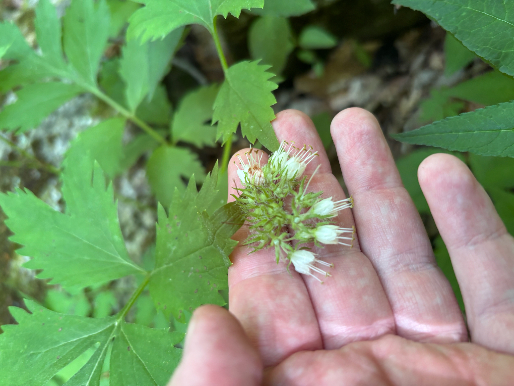 Virginia waterleaf