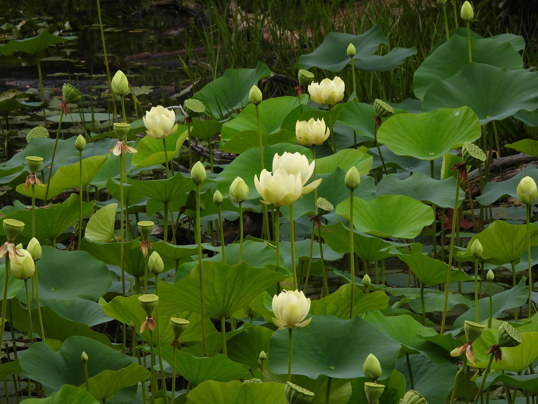American lotus