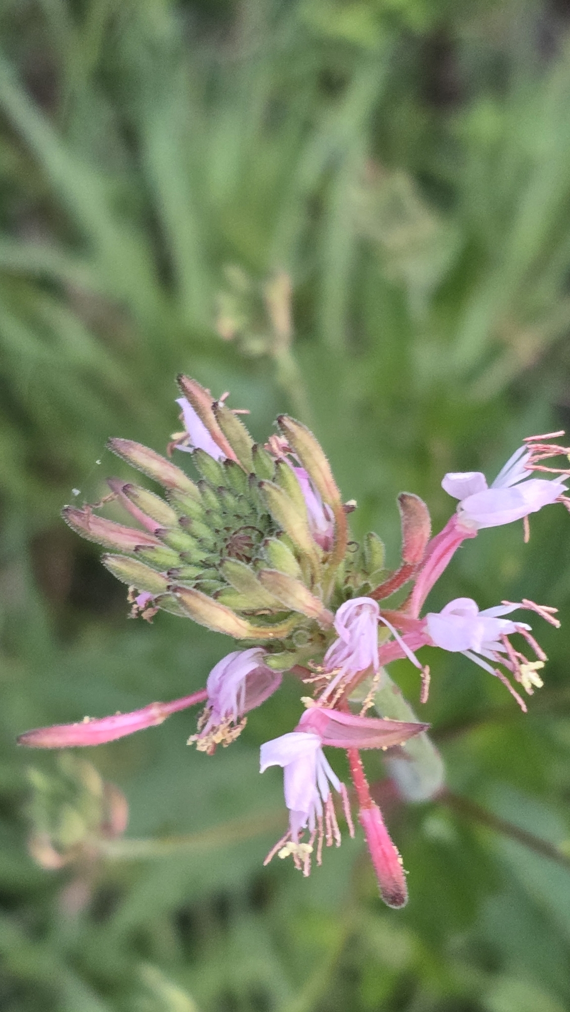 Biennial gaura