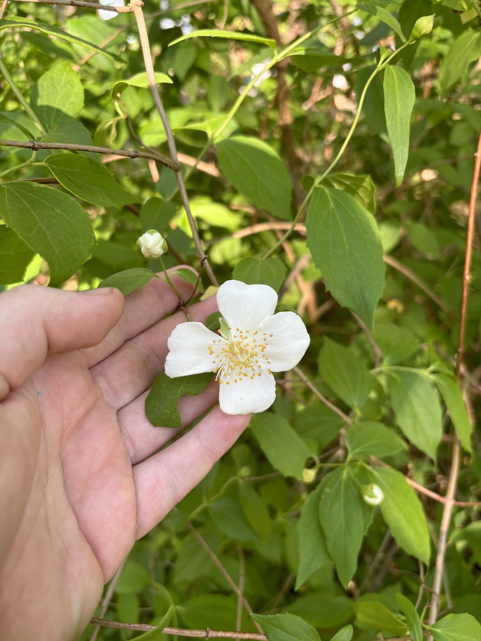 Scentless mock orange