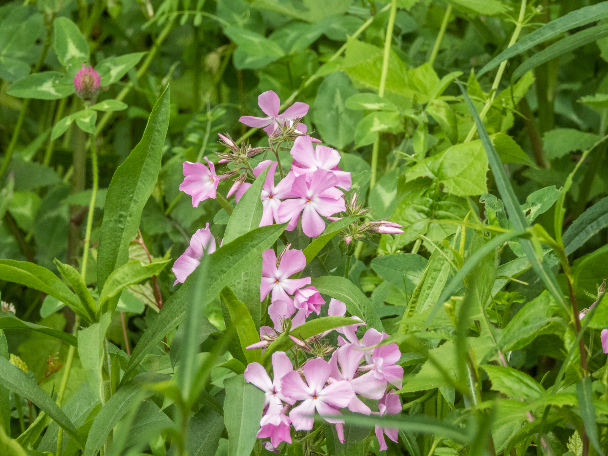 Downy phlox
