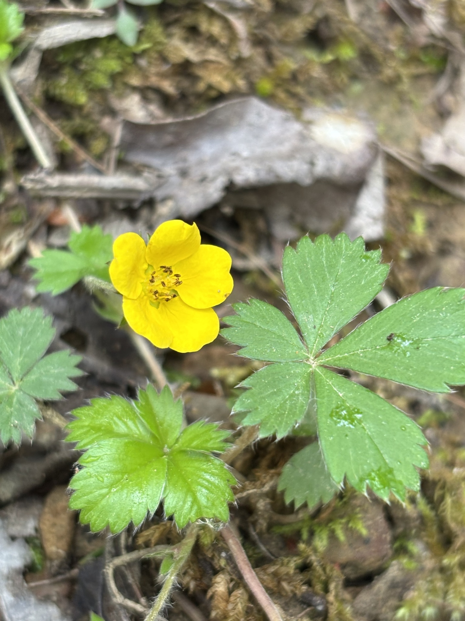 Canada cinquefoil