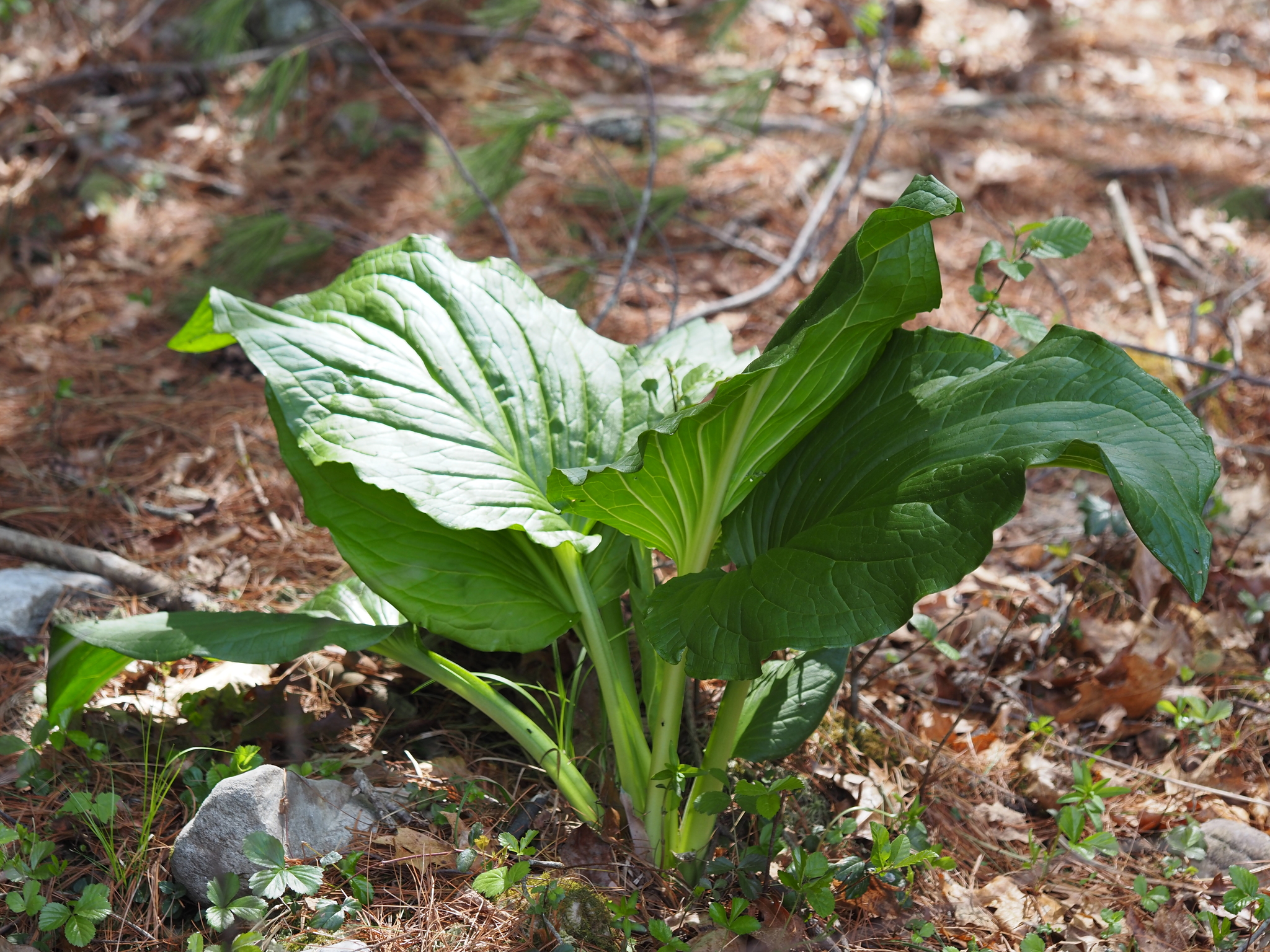 Skunk cabbage