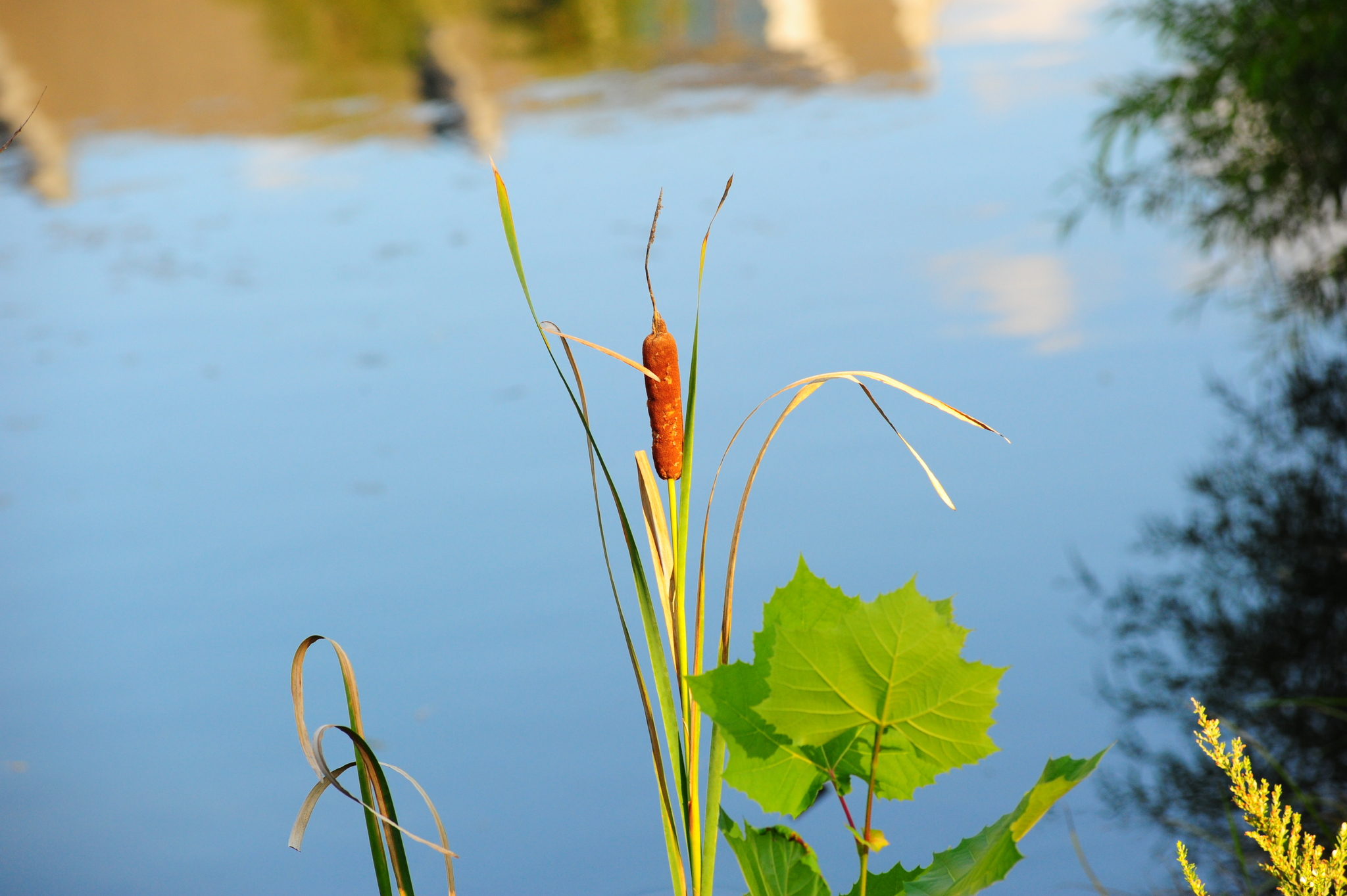 Narrowleaf cattail