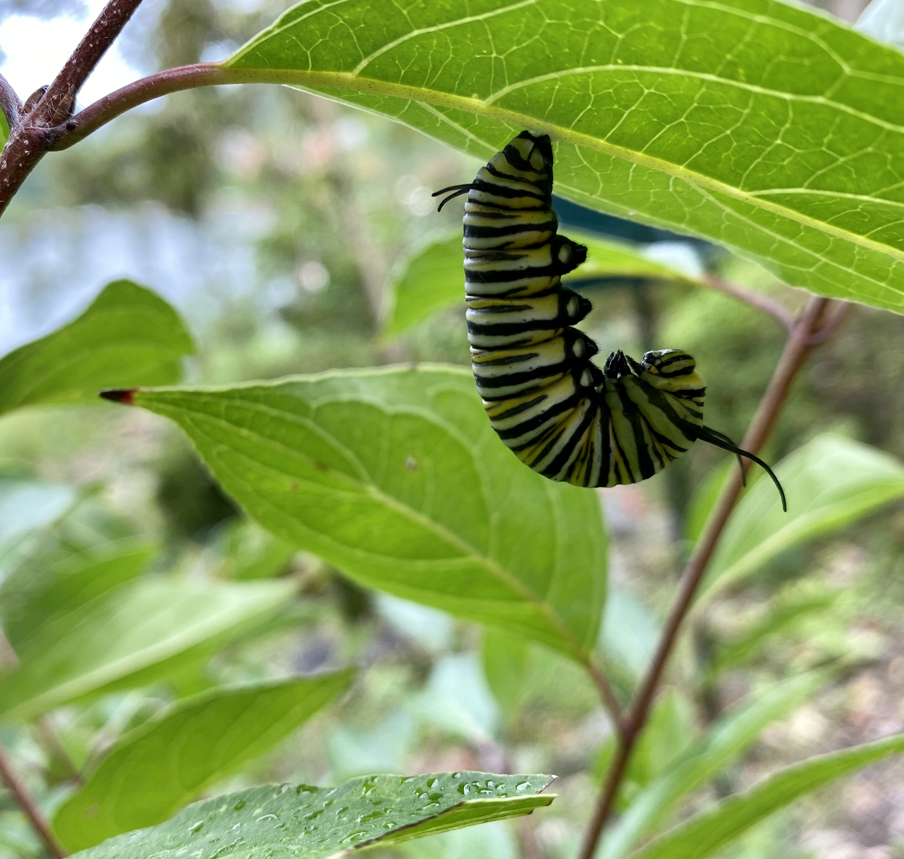 Monarch caterpiller hanging upside down on the underside of a leaf
