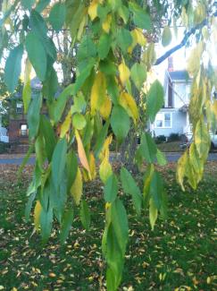 Prunus subhirtella
