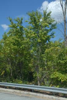 Ulmus parviflora