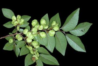 Ulmus parviflora